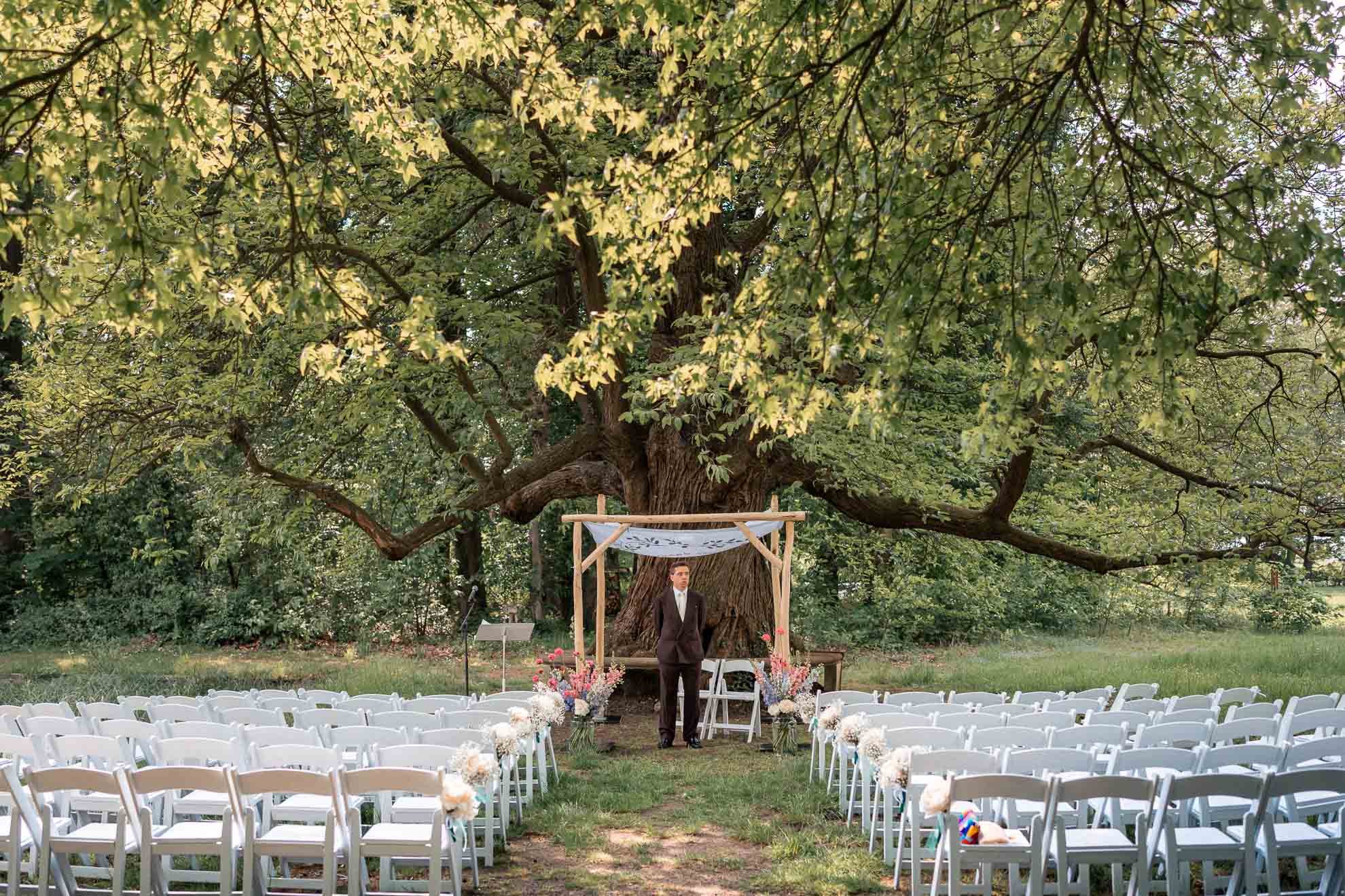 Outdoor wedding setup with white chairs decorated with flowers, facing a wooden arch at the base of a large tree, in a lush green park.