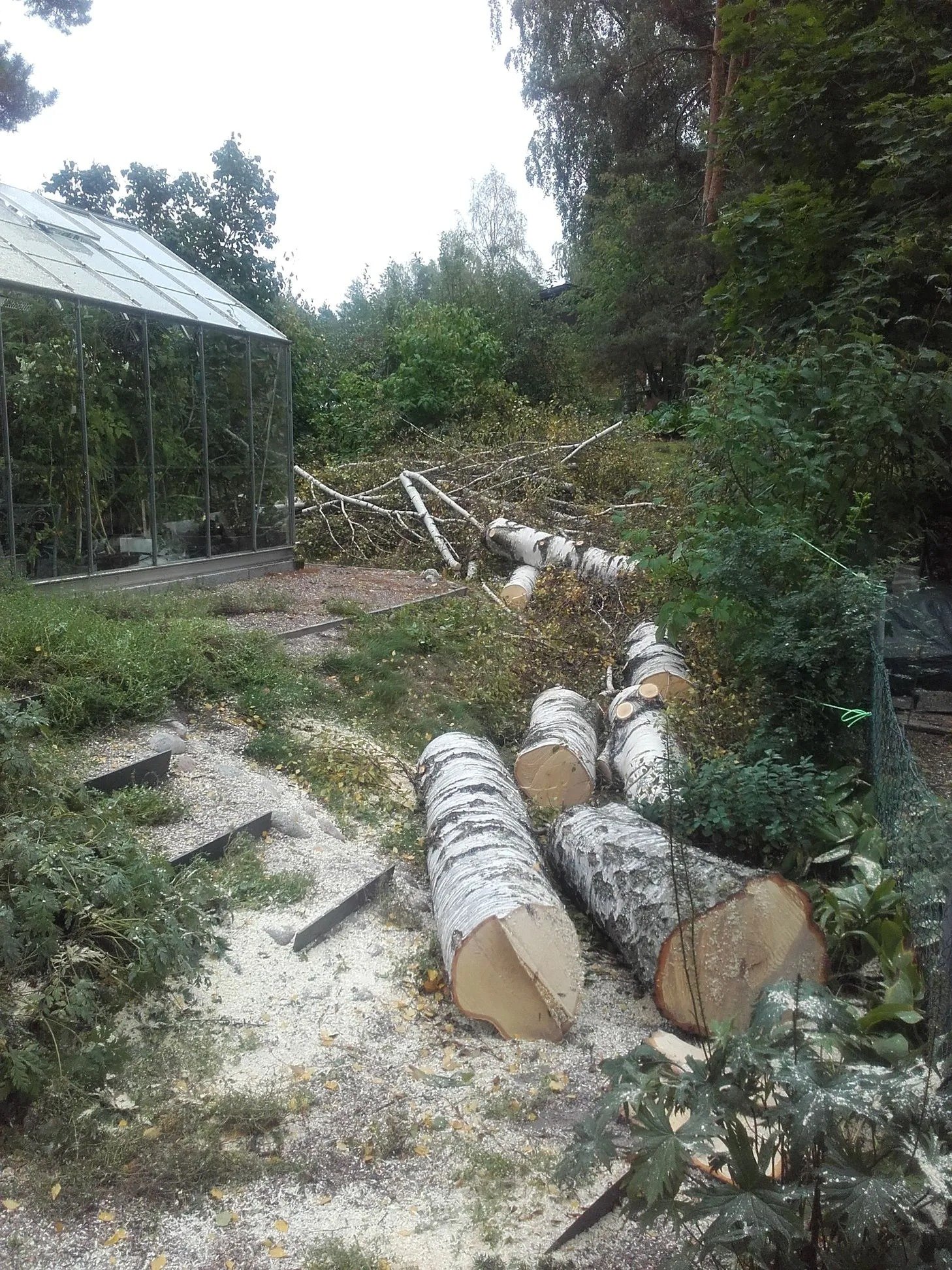 Puiden hoito­leikkaukset Uudemaan Pihapuu