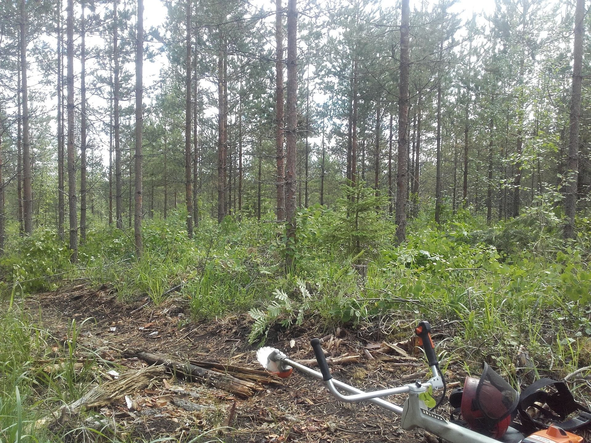 Kantojyrsintä  Uudemaan Pihapuu