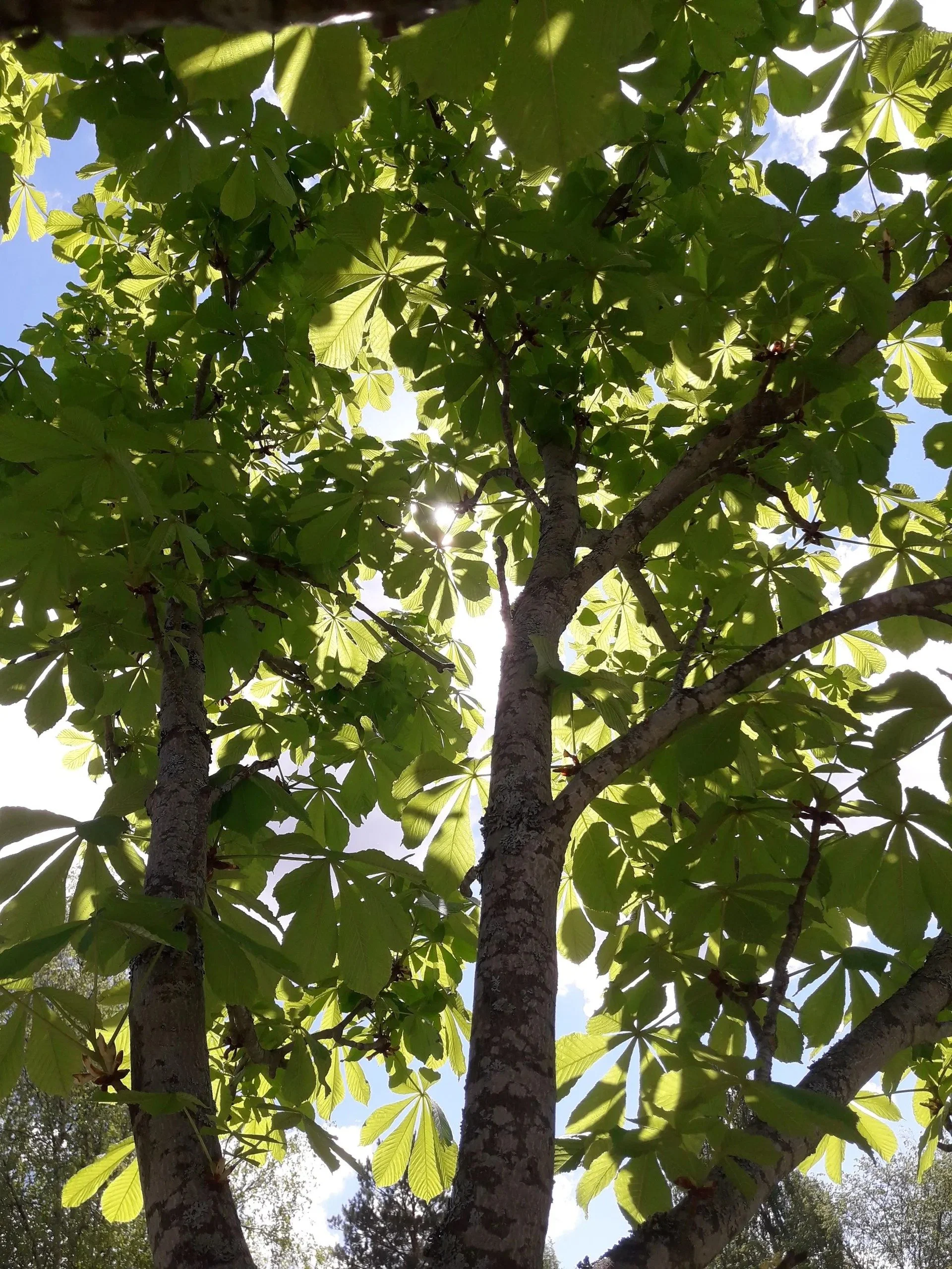 Latvus­tuennat Uudemaan Pihapuu