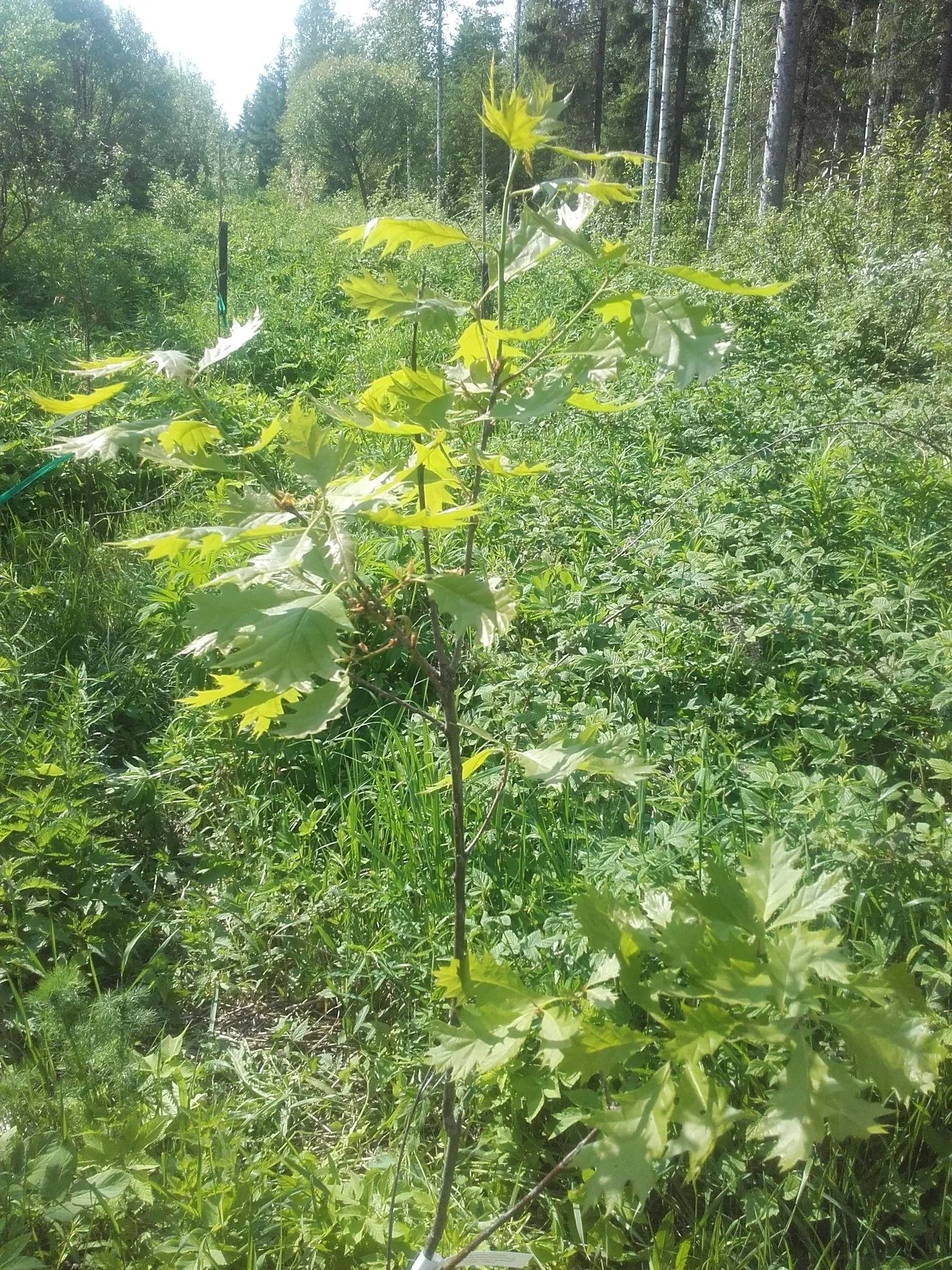 Kantojyrsintä  Uudemaan Pihapuu
