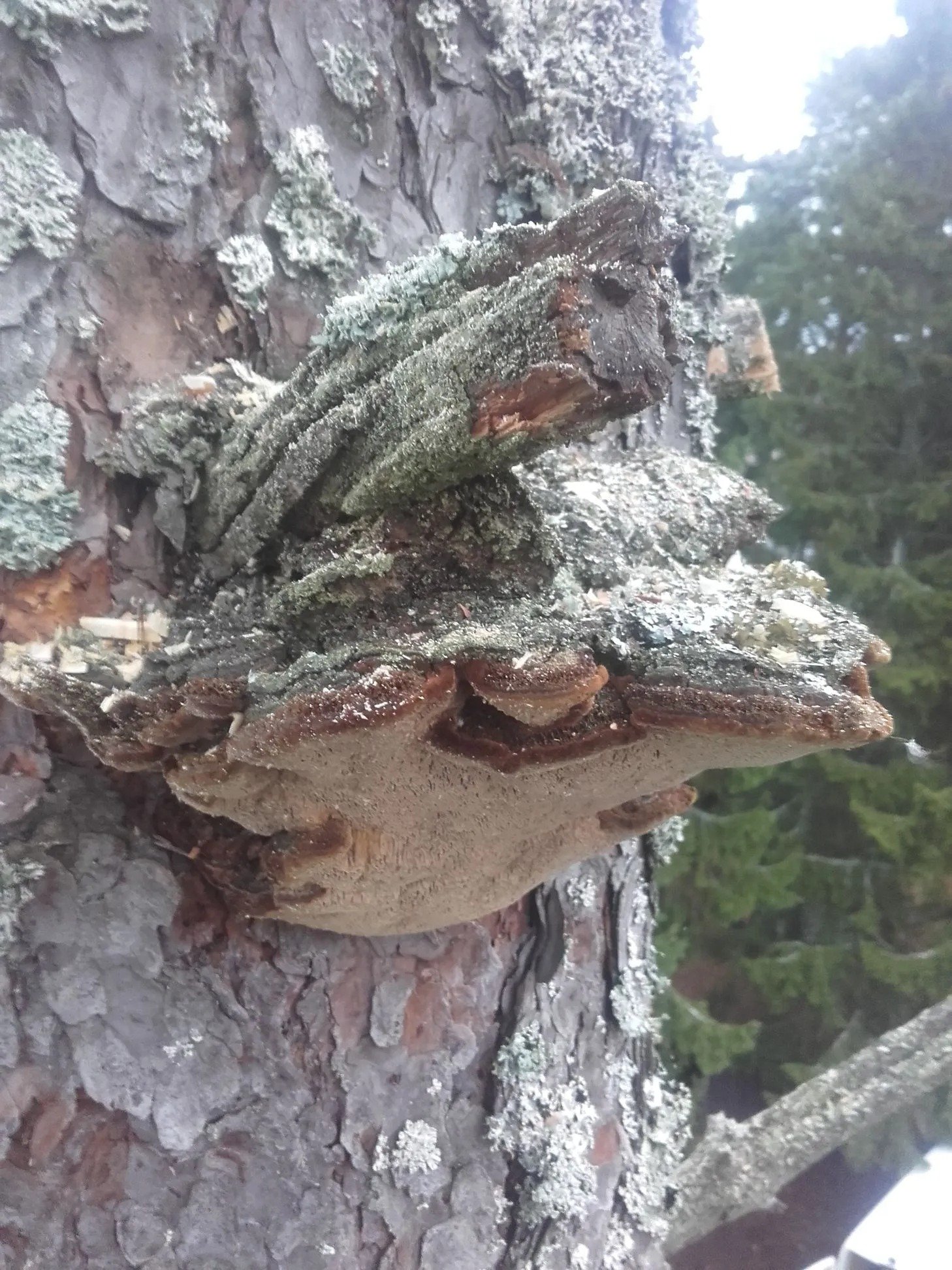 Puuston kuntoarviot Uudemaan Pihapuu