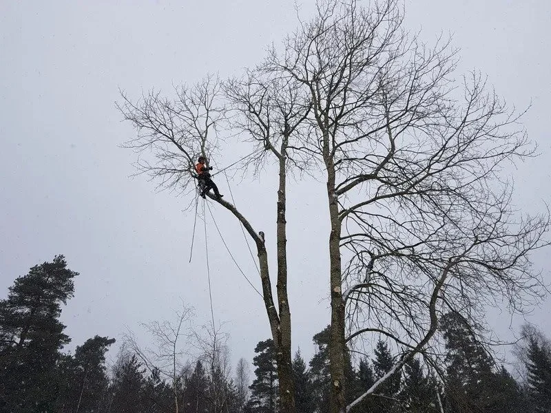 Puunkaato kiipeily­tekniikalla Uudemaan Pihapuu