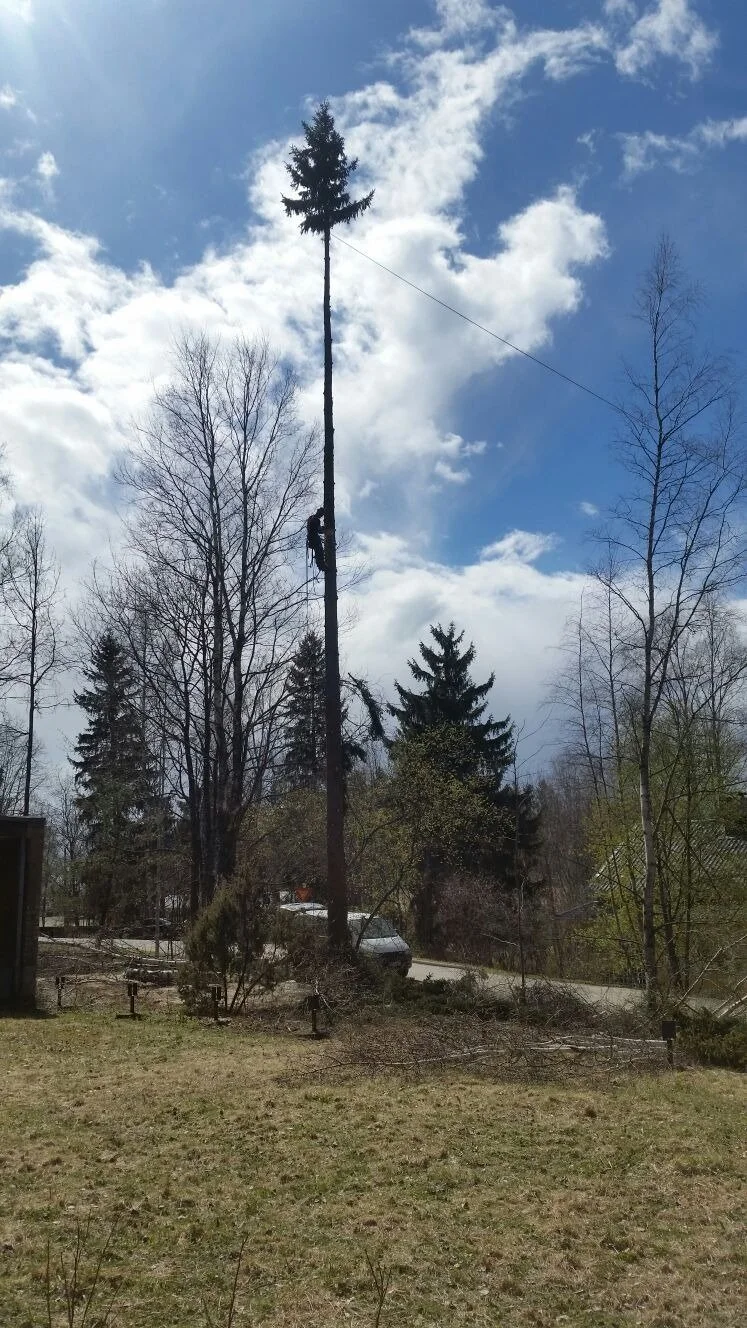 Puunkaato kiipeily­tekniikalla Uudemaan Pihapuu