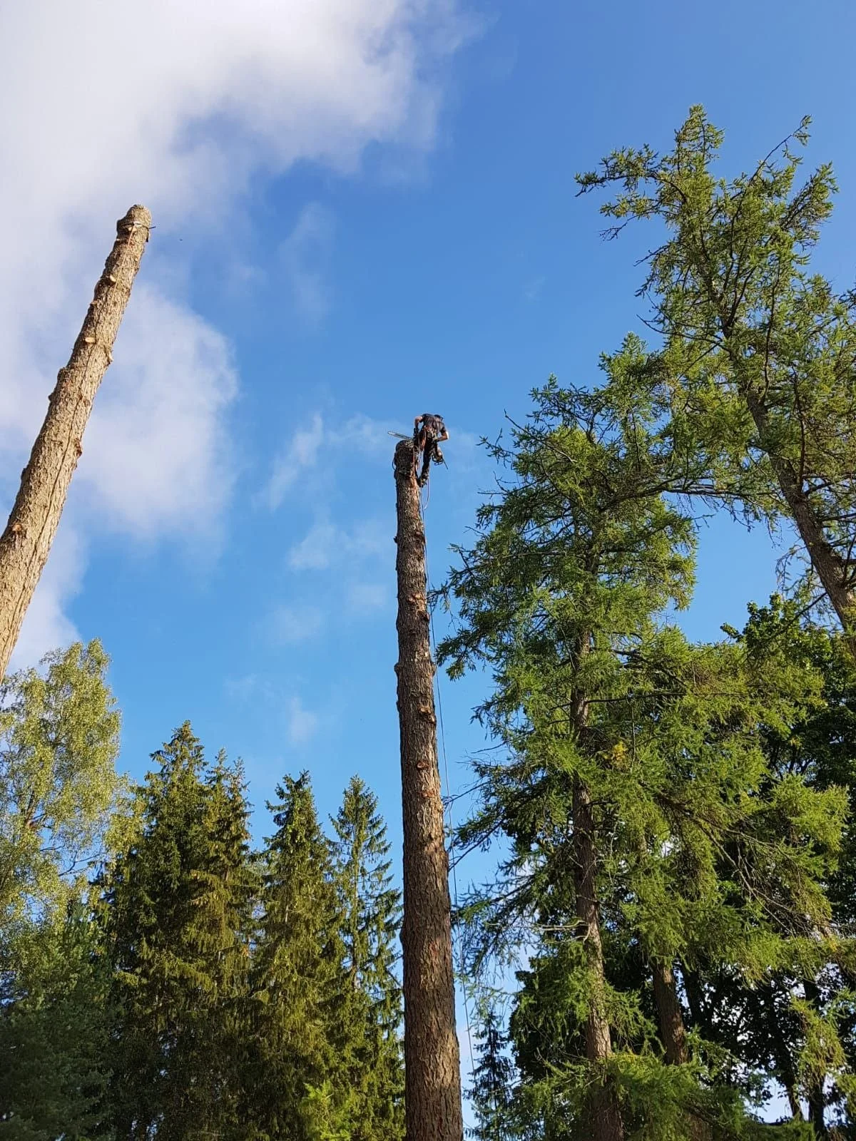 Puunkaato kiipeily­tekniikalla Uudemaan Pihapuu