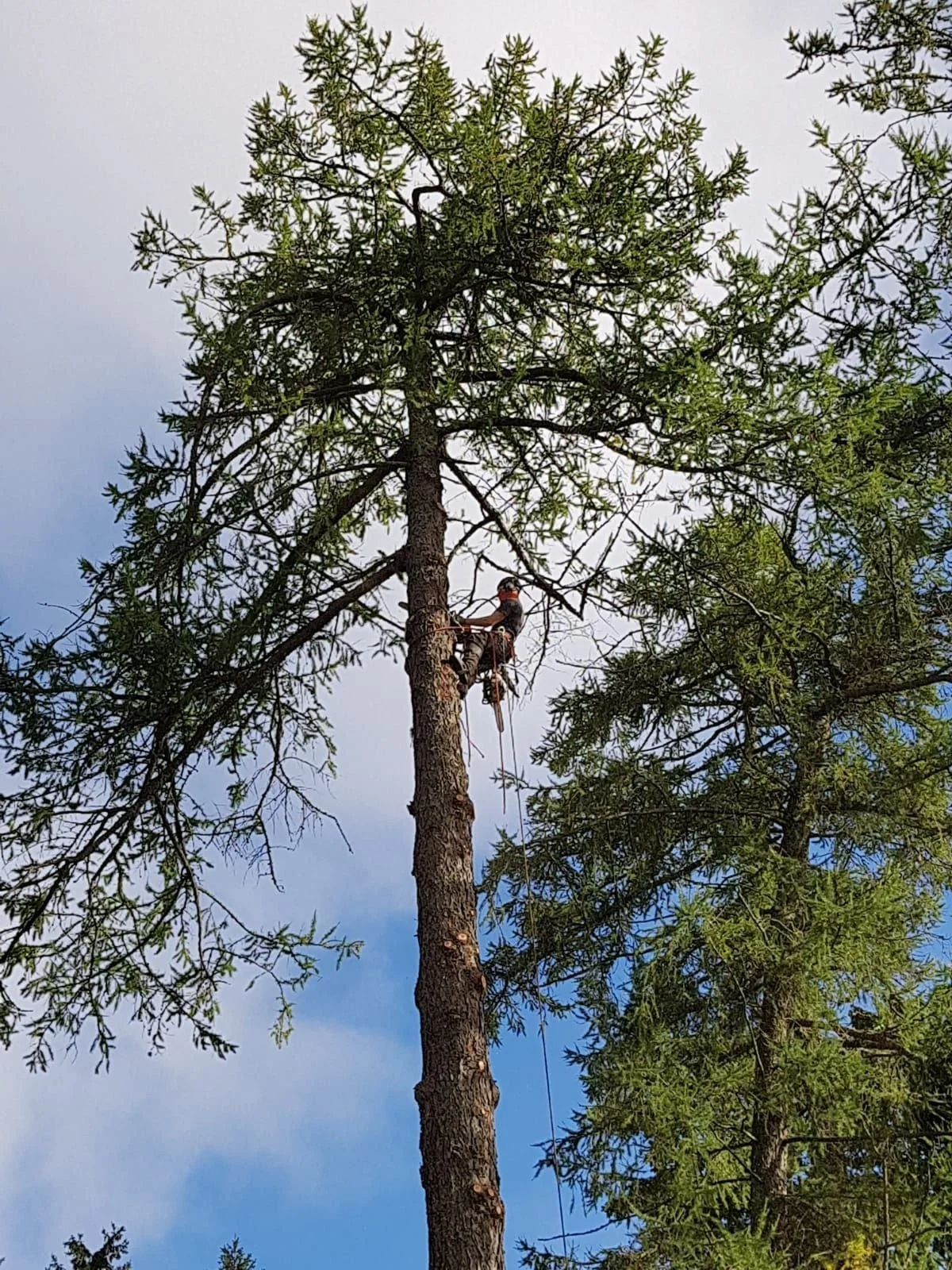 Puunkaato kiipeily­tekniikalla Uudemaan Pihapuu