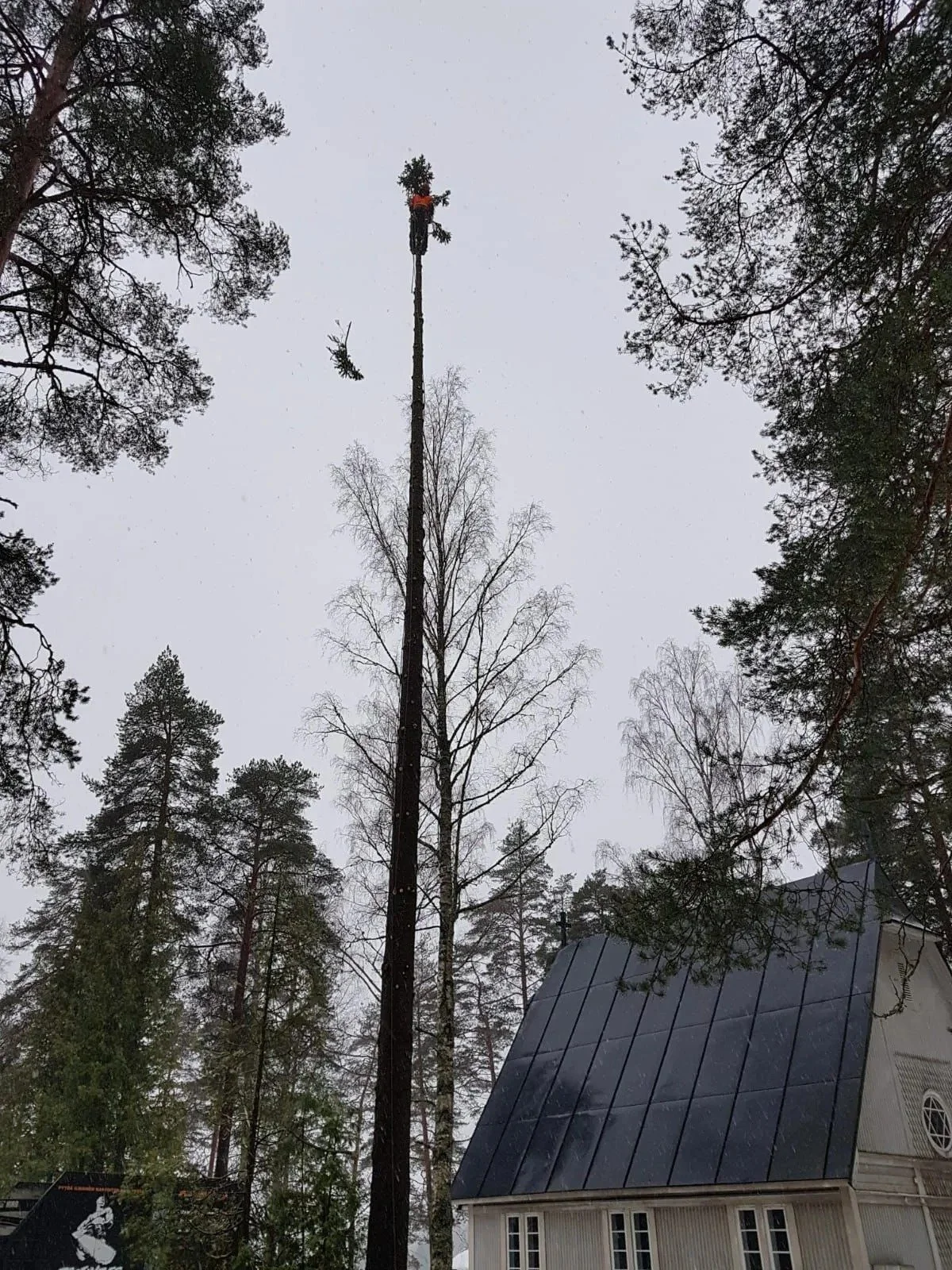 Puunkaato kiipeily­tekniikalla Uudemaan Pihapuu