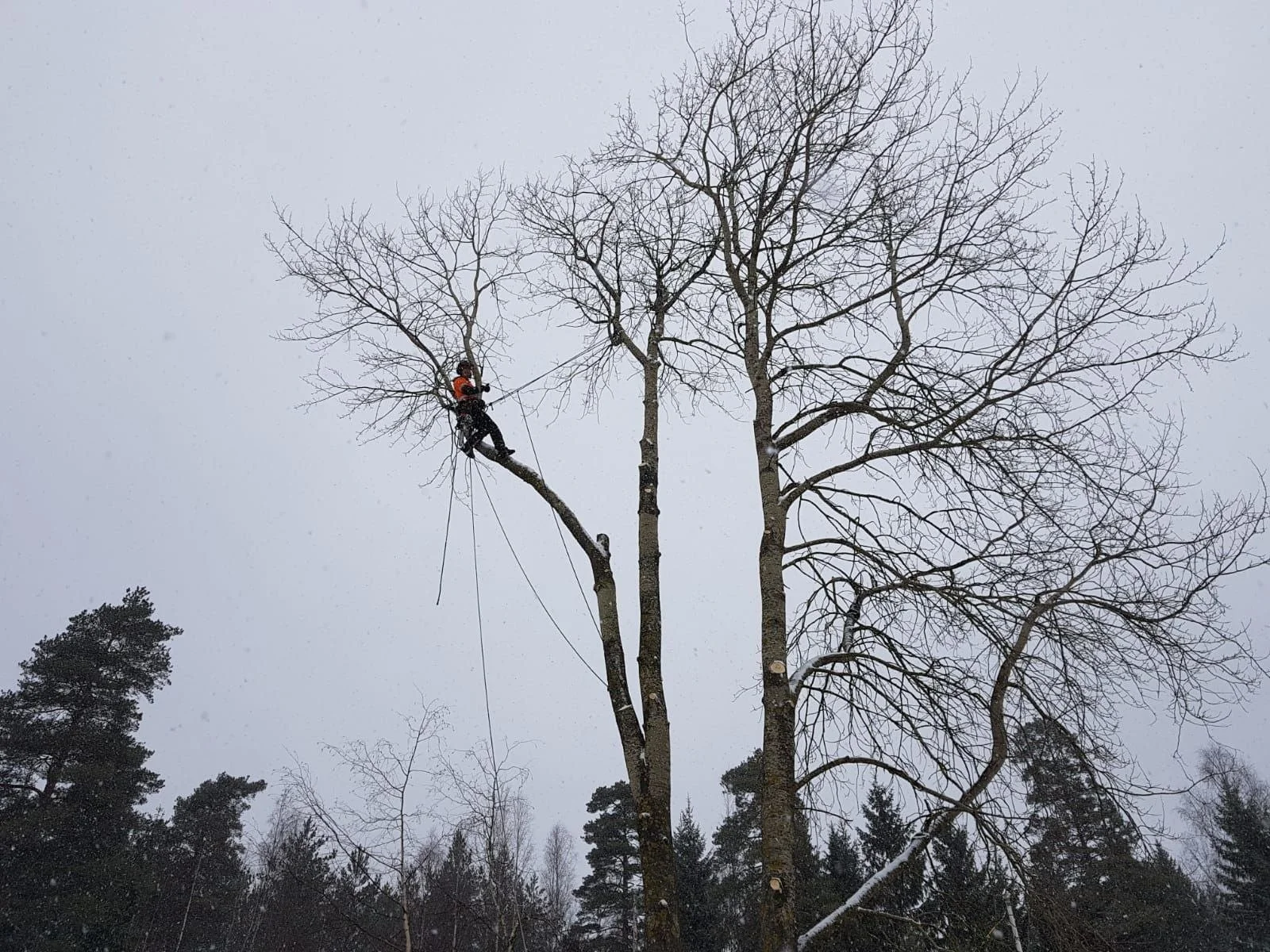 Puunkaato kiipeily­tekniikalla Uudemaan Pihapuu