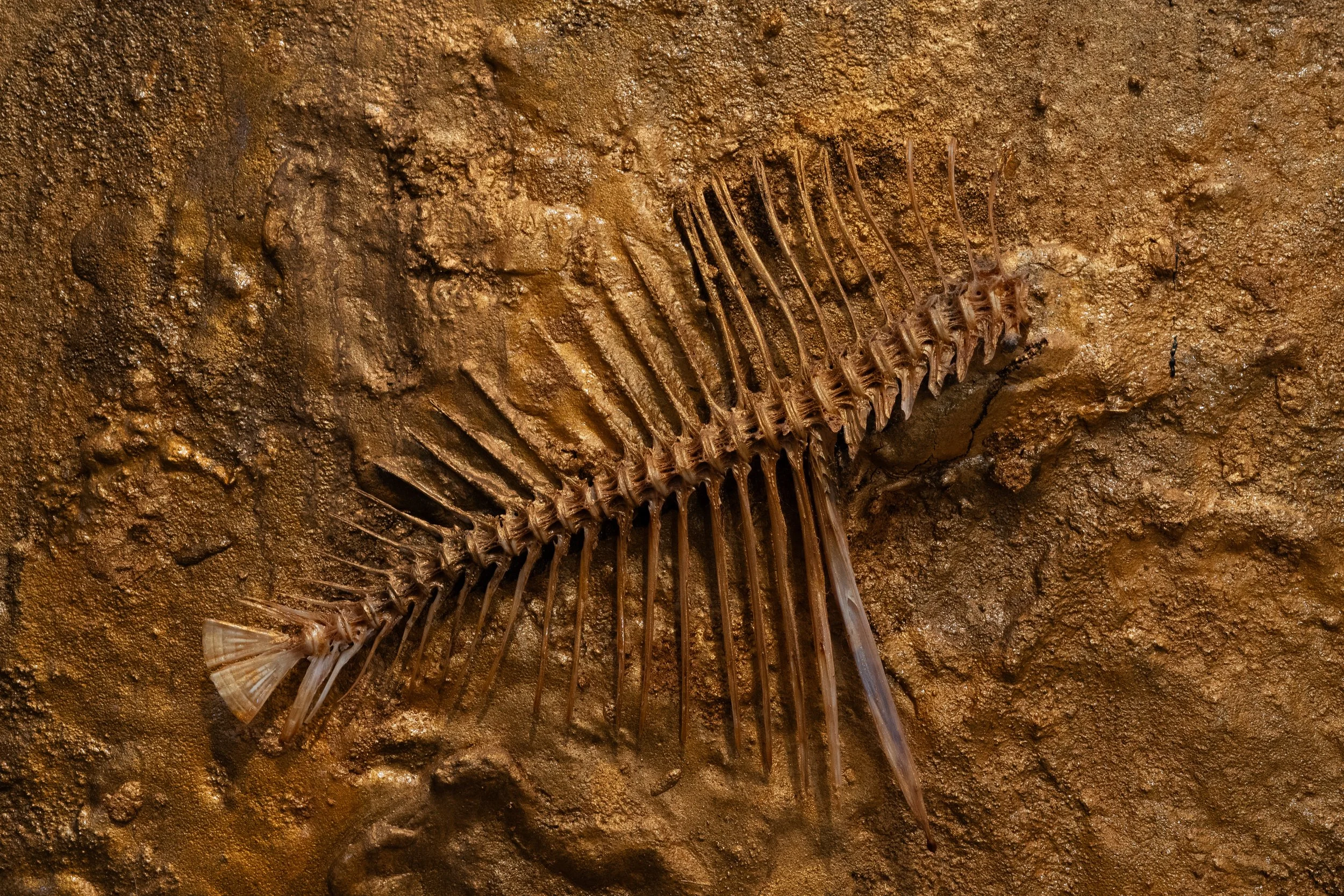 Fossiler Fischskelett in brauner Erde