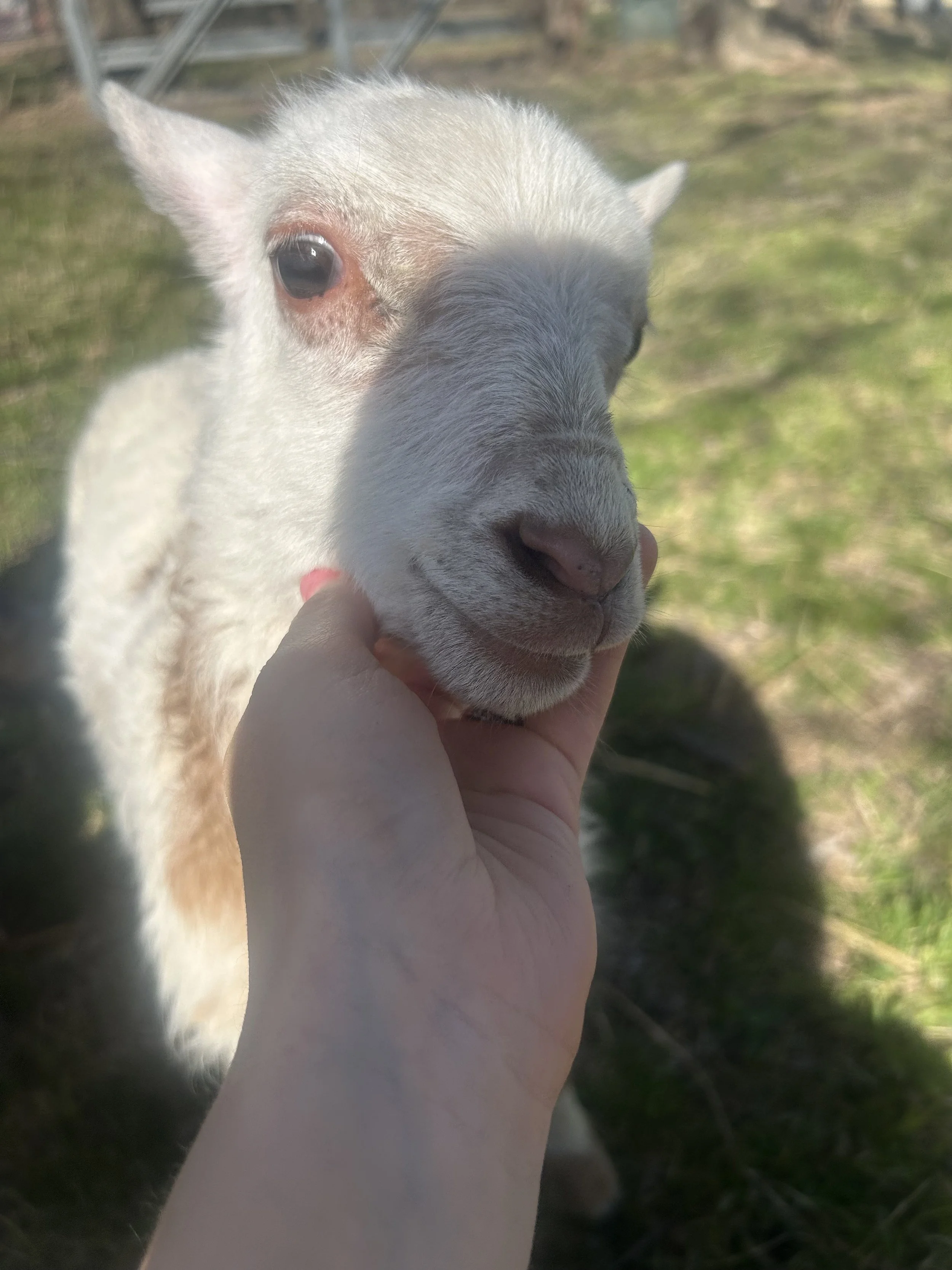 Close-up of a lamb with white fur and a dark nose being gently held by a person's hand outdoors.