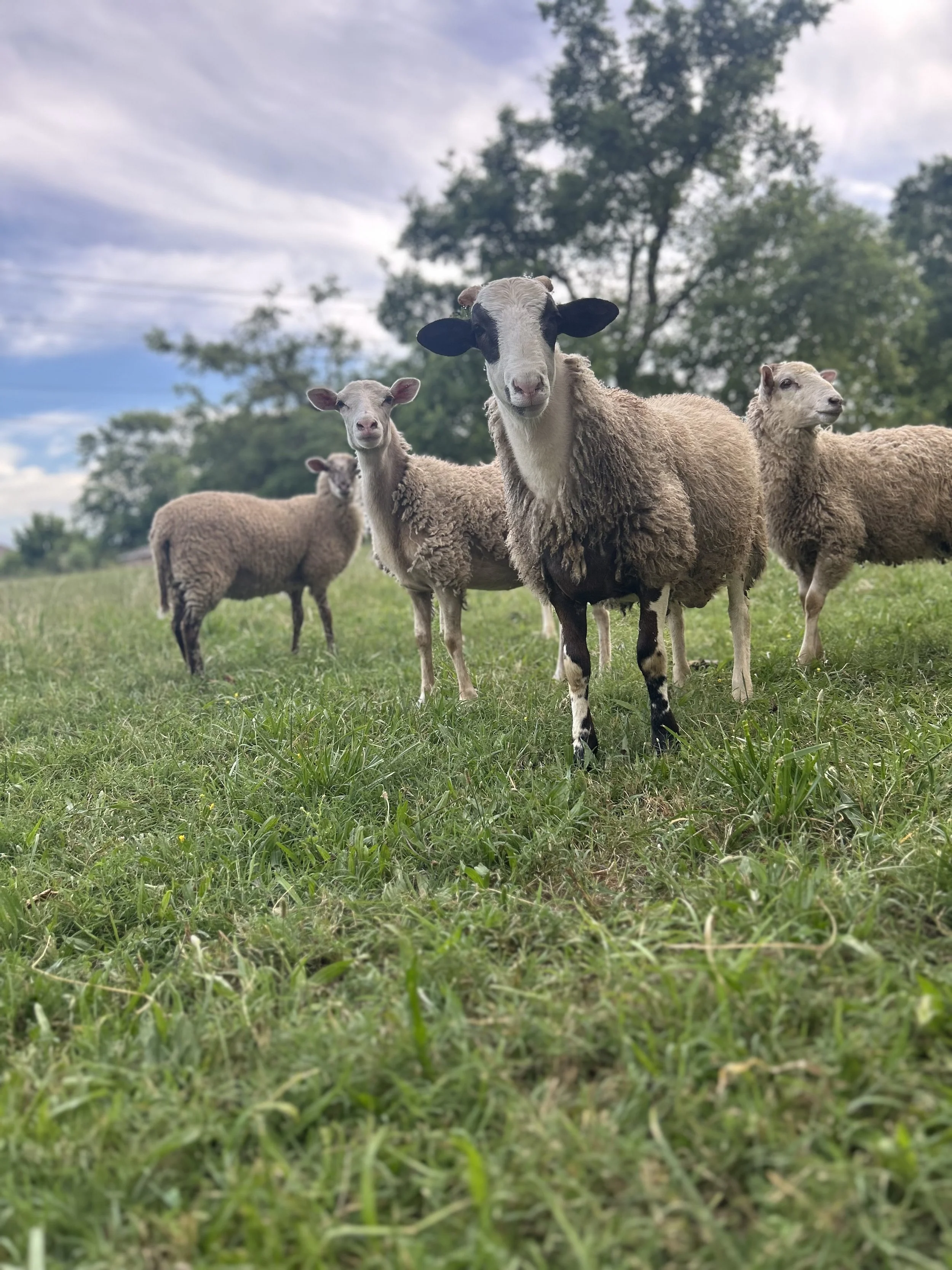 A group of sheep standing on a grassy field with trees and a cloudy sky in the background.