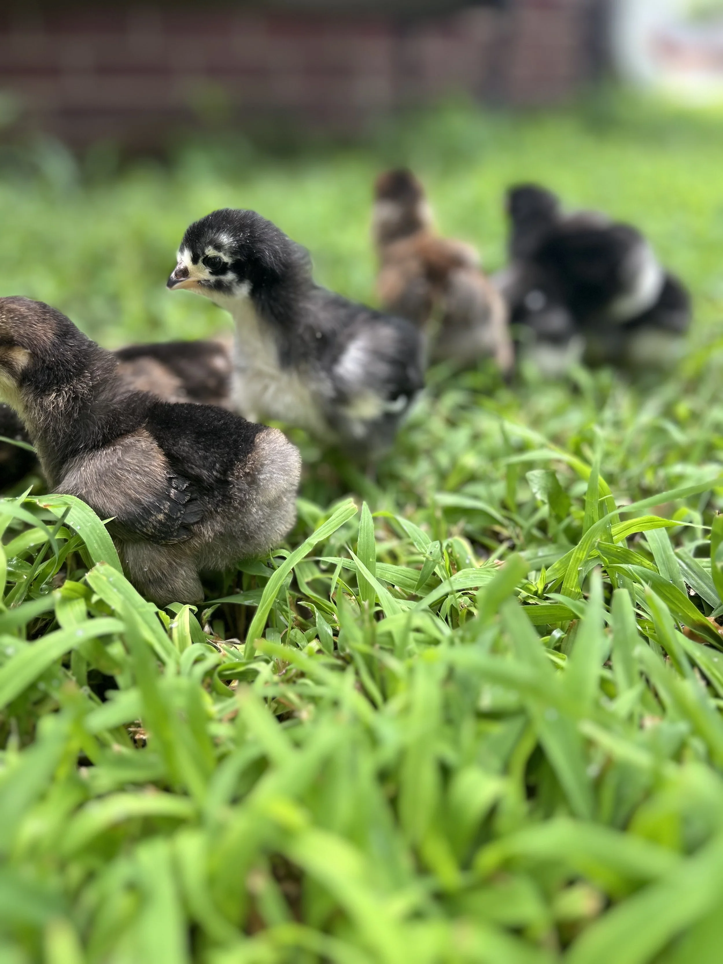 Close-up of a group of baby ducklings on green grass, with a blurred background of a red brick wall.