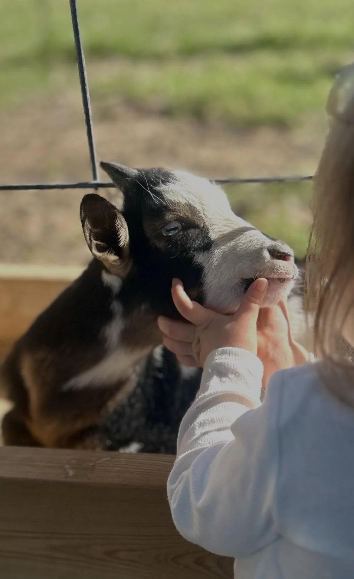 Summer Mobile Petting Zoo