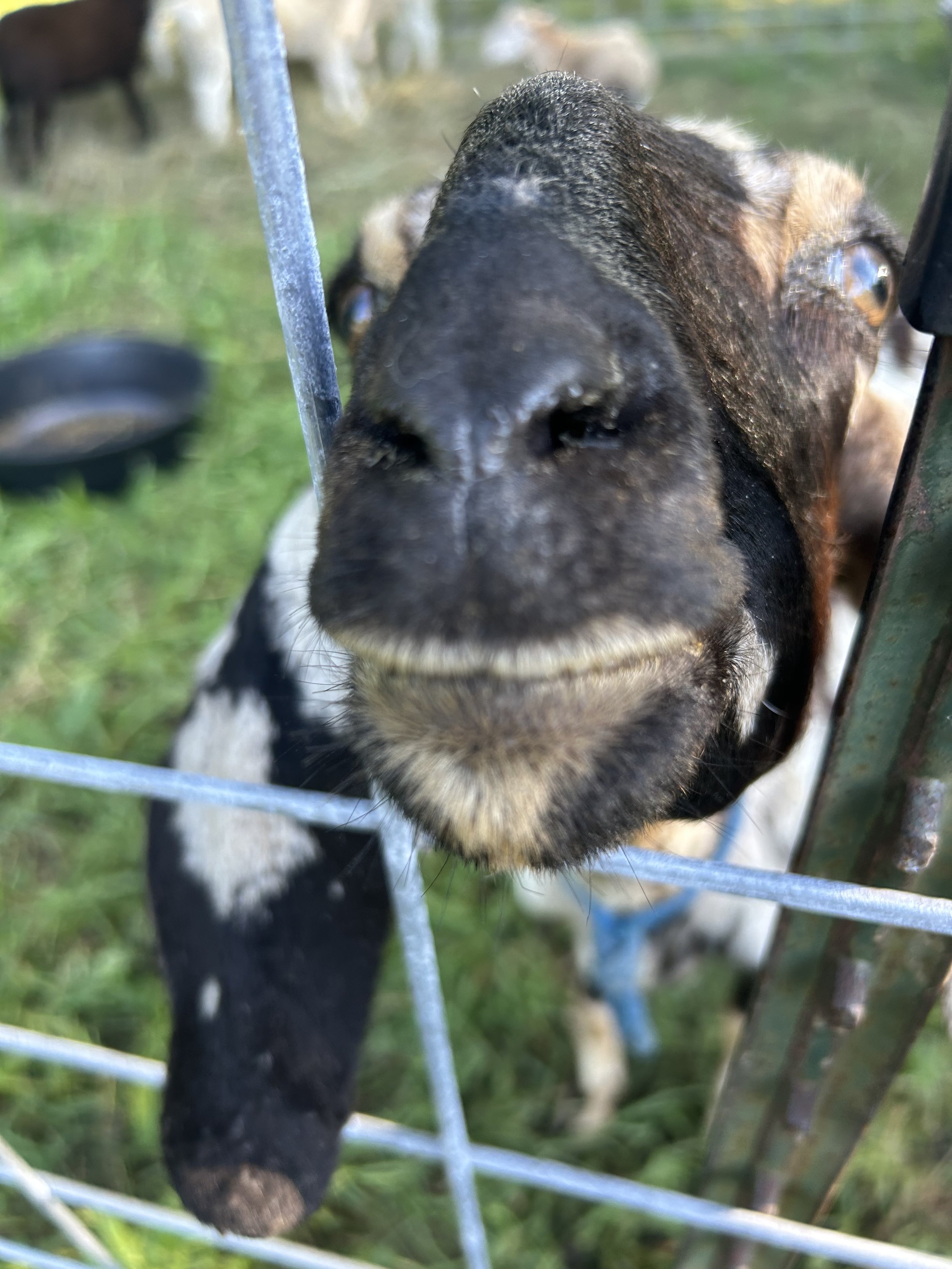 Close-up of a goat's face pressed against a metal fence, with grass and a black object in the background.