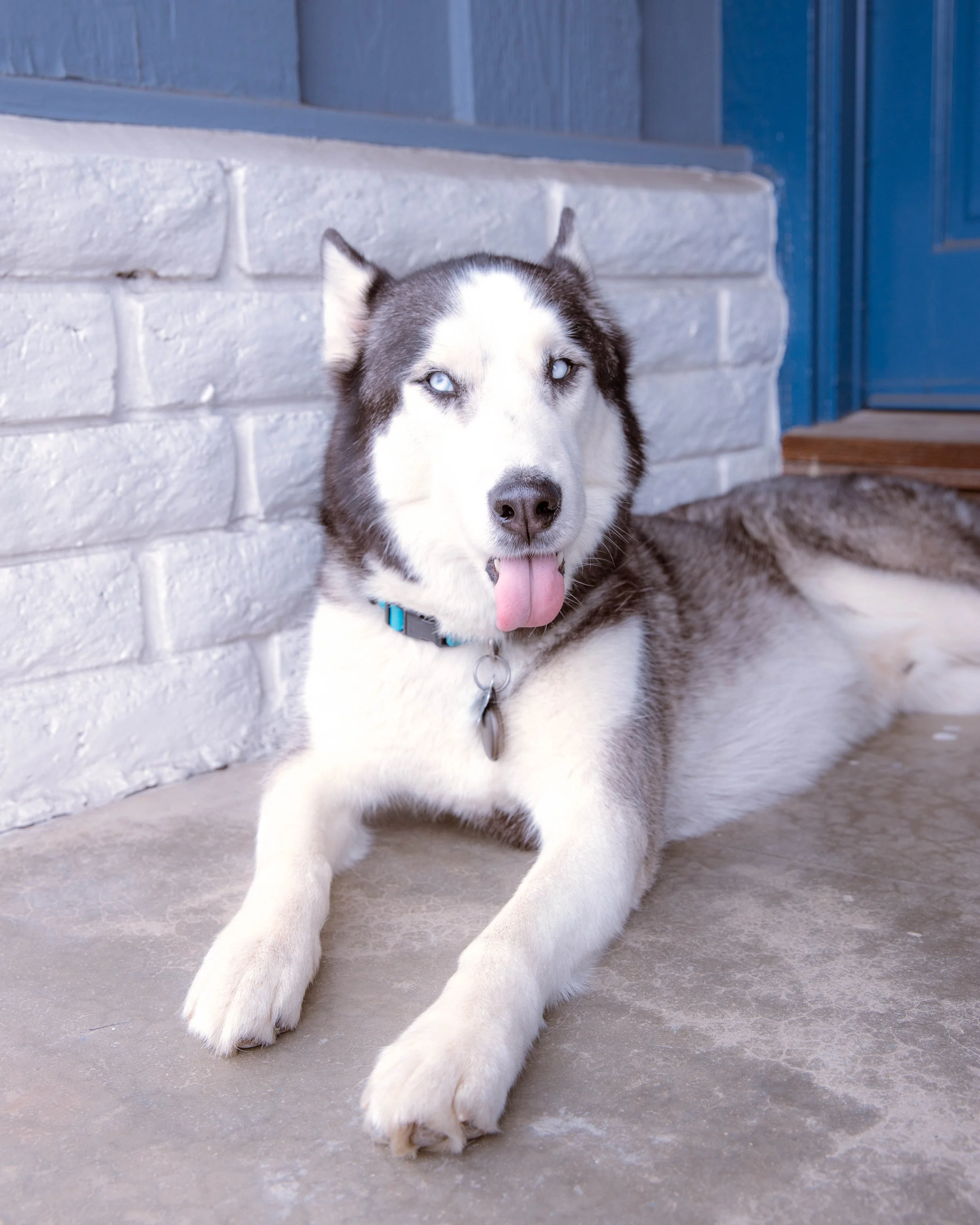 20250518 Wolf-33.jpg
