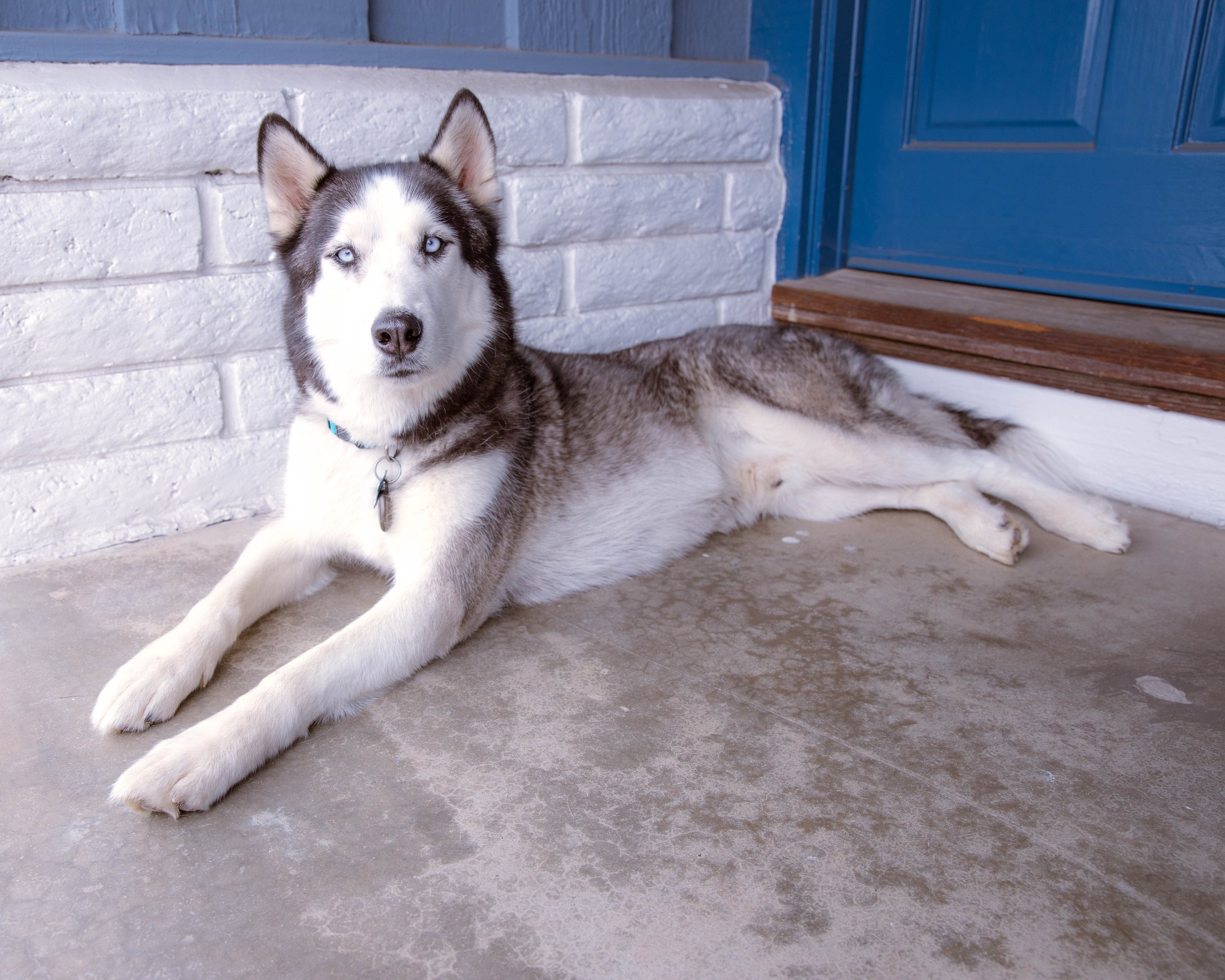 20250518 Wolf-32.jpg
