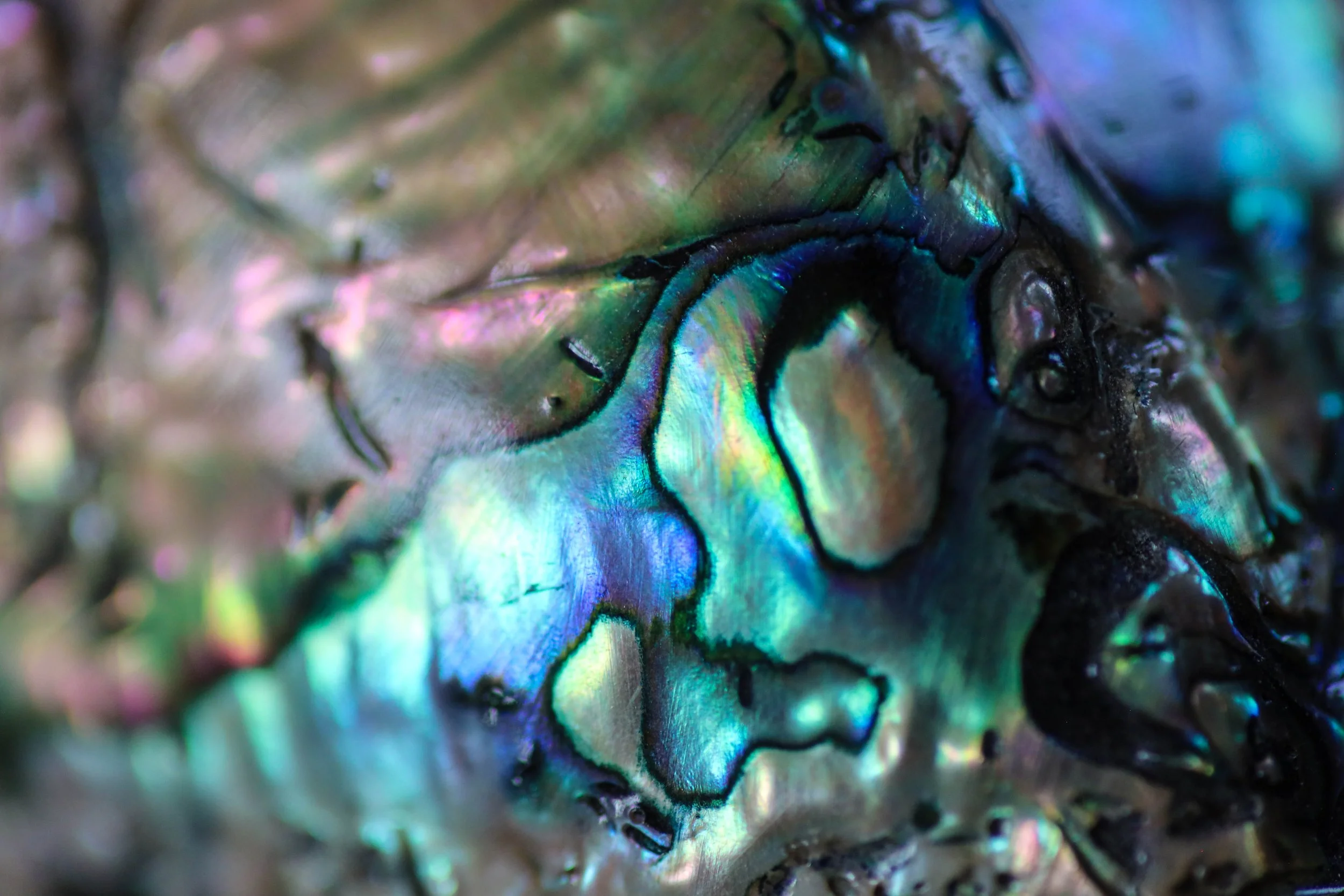 Close-up of iridescent abalone shell with swirling, colorful patterns.