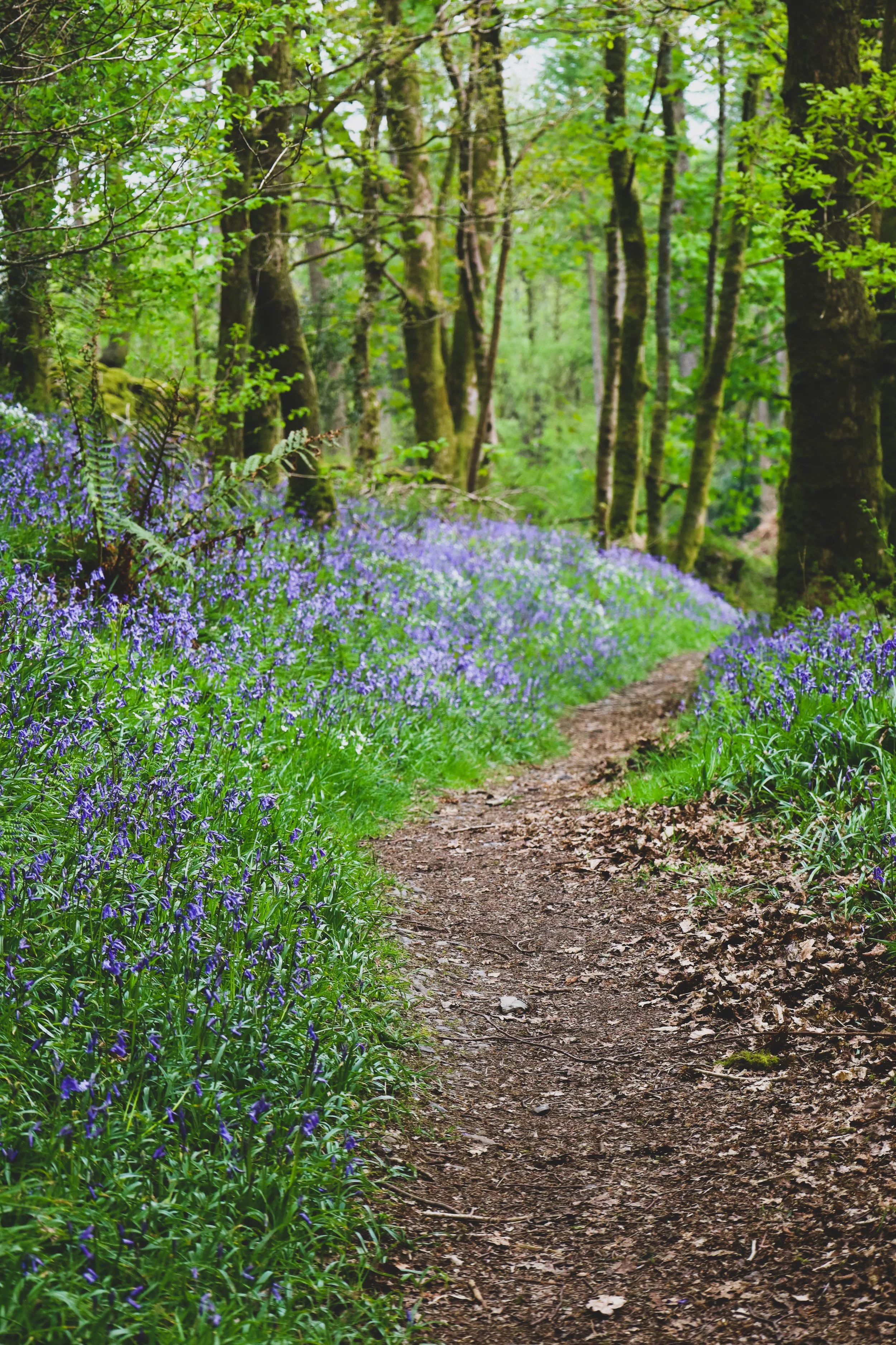 A dirt forest trail surrounded by green trees and purple wildflowers.