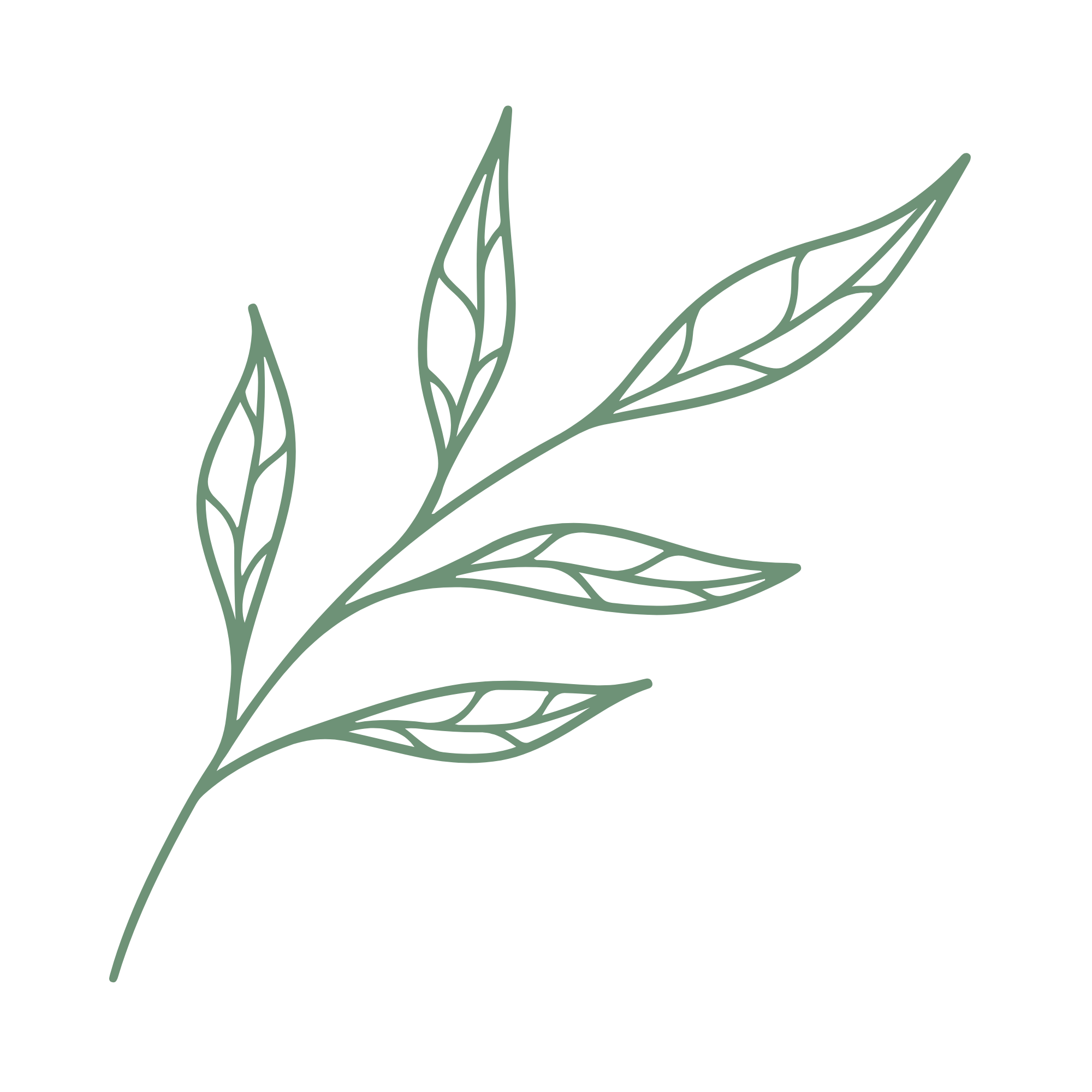 Outline drawing of a sprig with leaves.