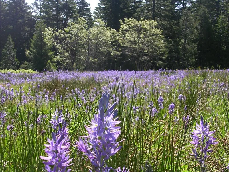 camas flowers in field.jpg