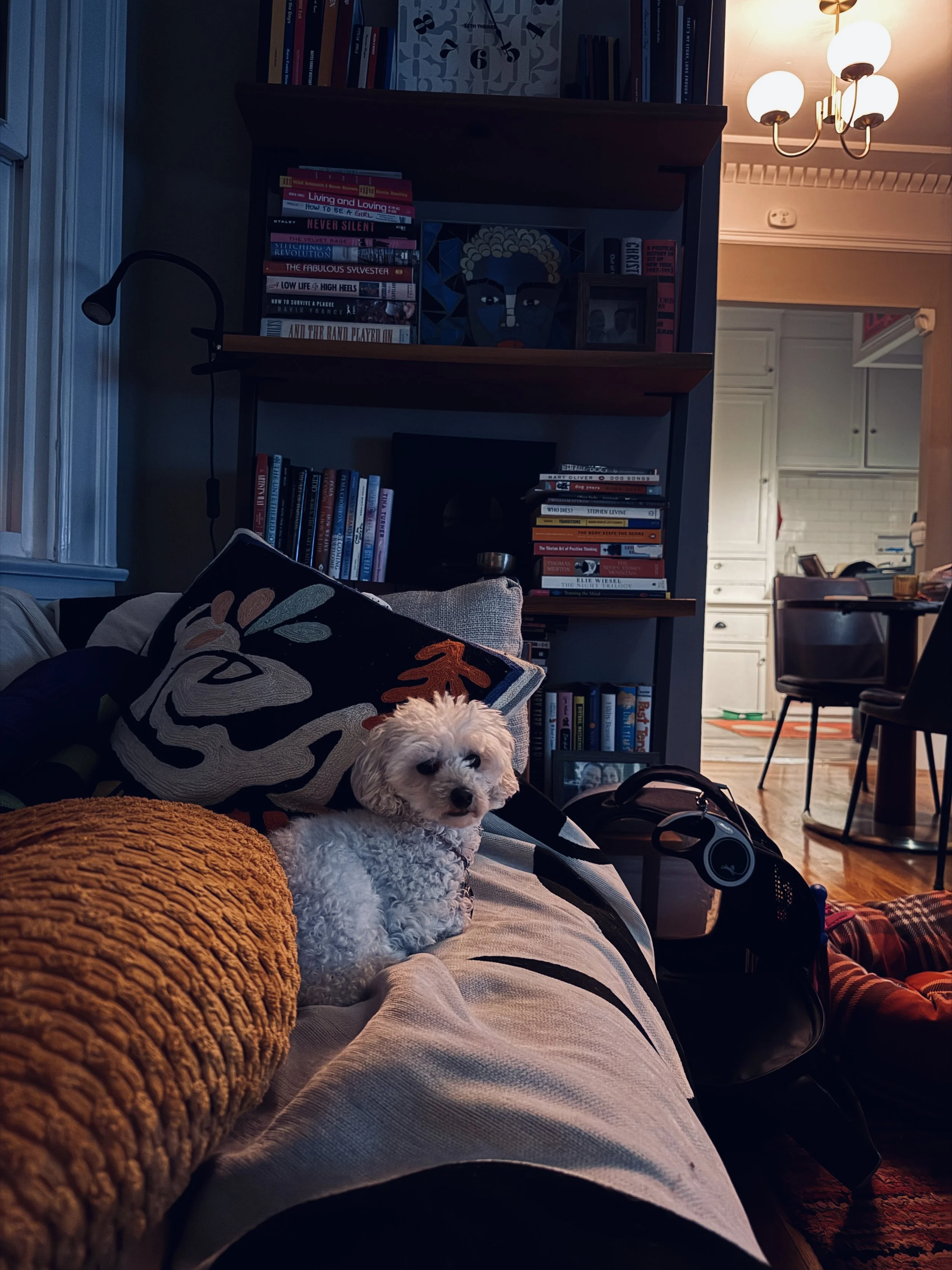 Small dog relaxing comfortably on the couch in Joe Hayes’ Noe Valley home during a WOOF! dog sitting stay.
