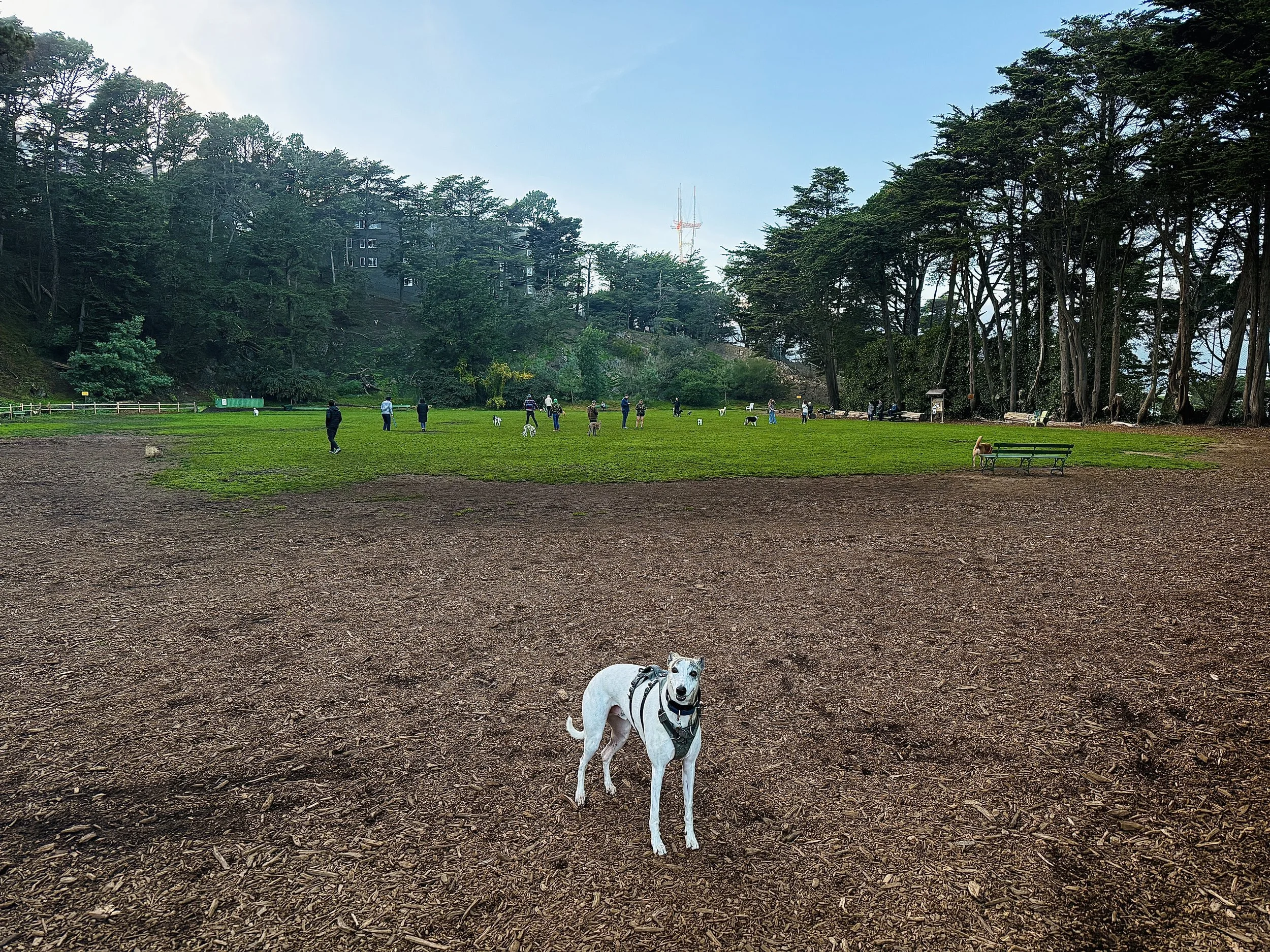 Pixel is ready to play ball! 
