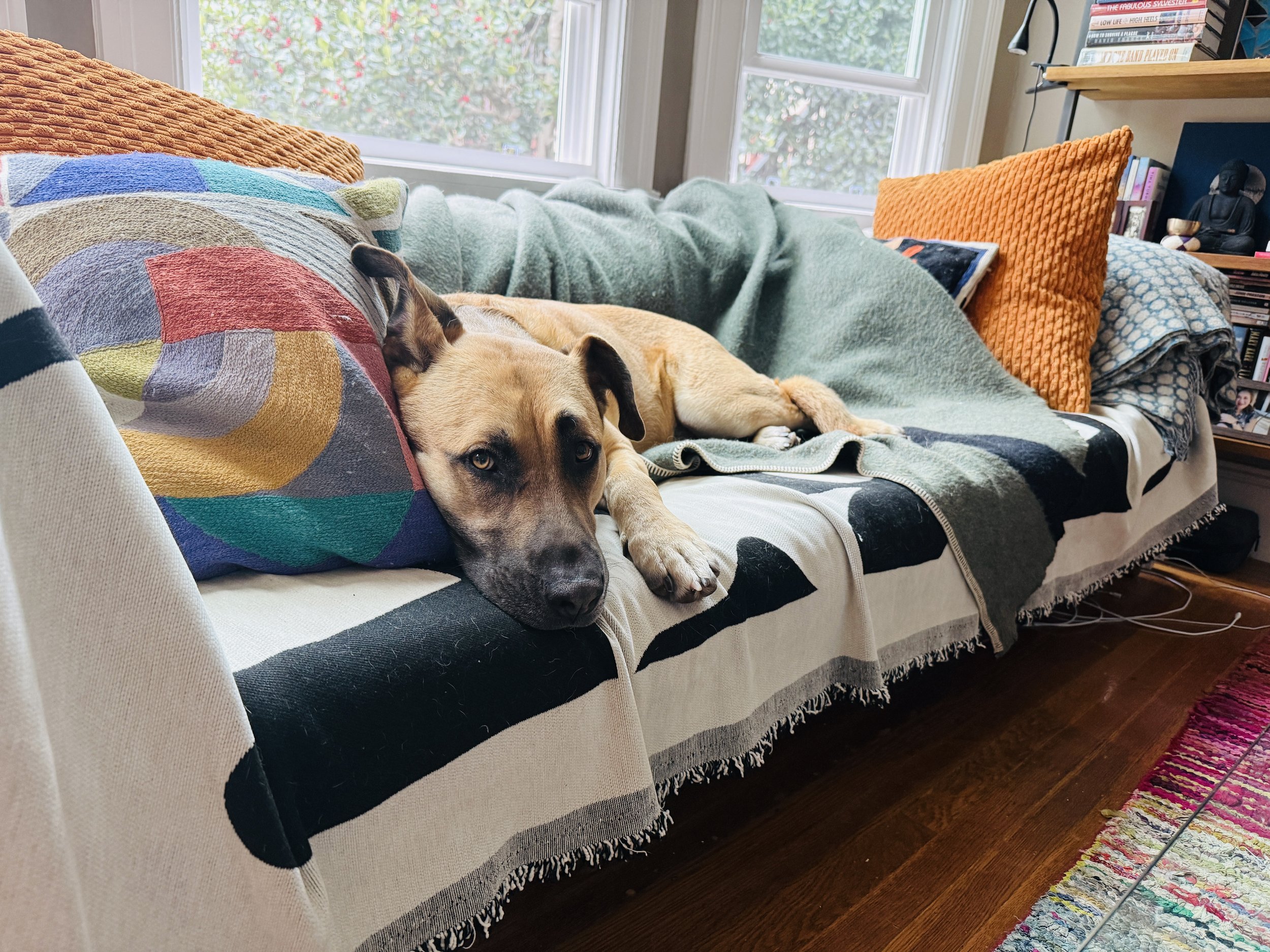 Buck makes himself at home.