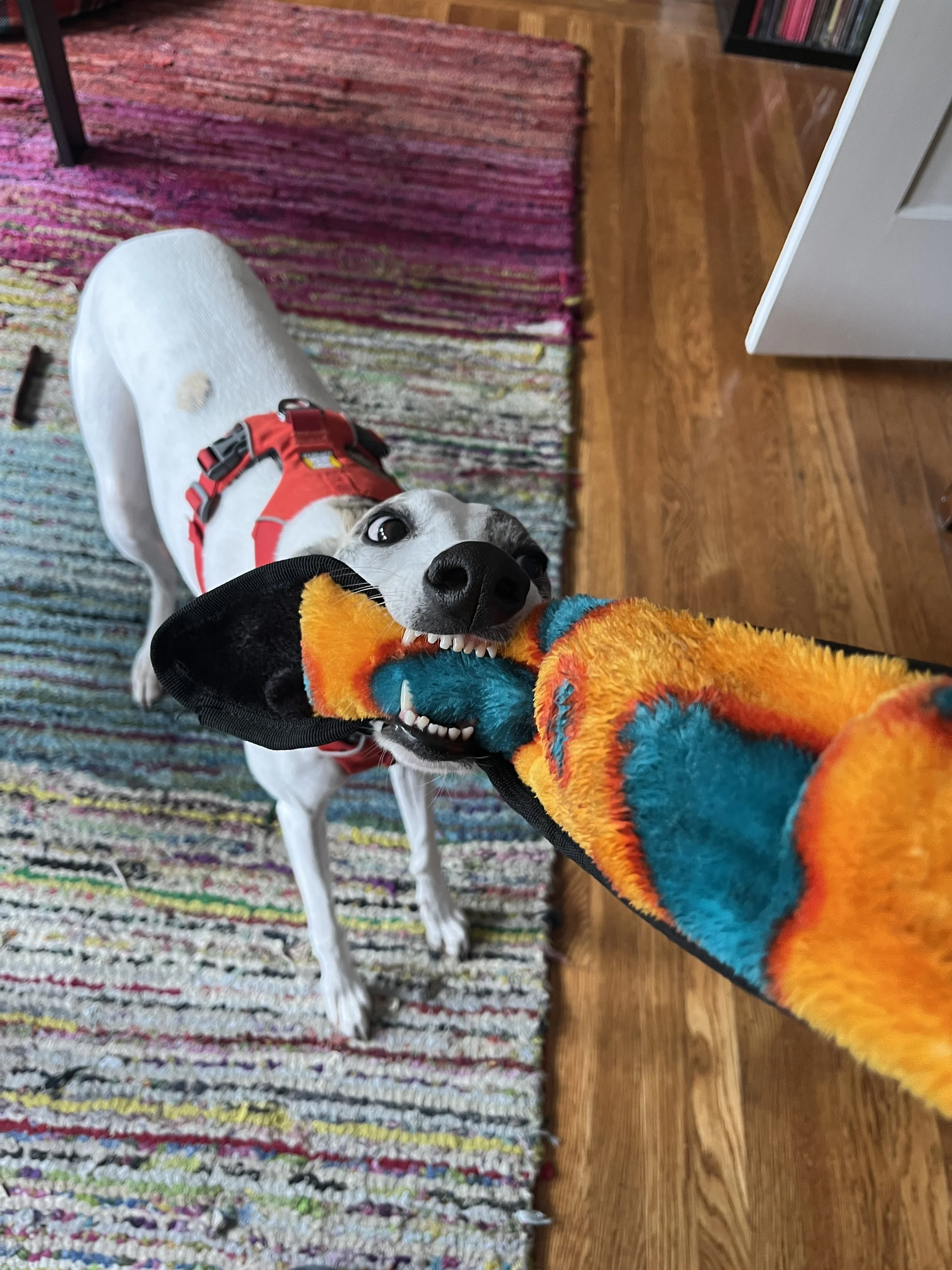 A dog wearing a red harness tugging on a colorful, fluffy toy held in a person's hand inside a room with a multicolored rug and wooden flooring.