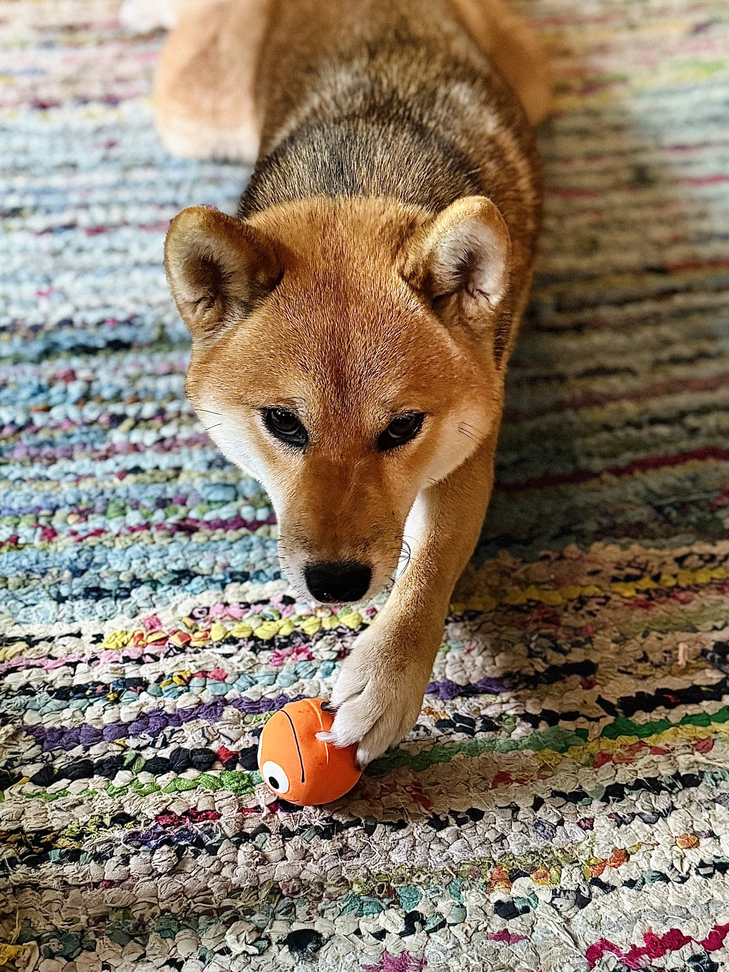 Foxy playing with her favorite toy during a stay at Joe Hayes’ Noe Valley home with WOOF! Dog Sitting & Training.