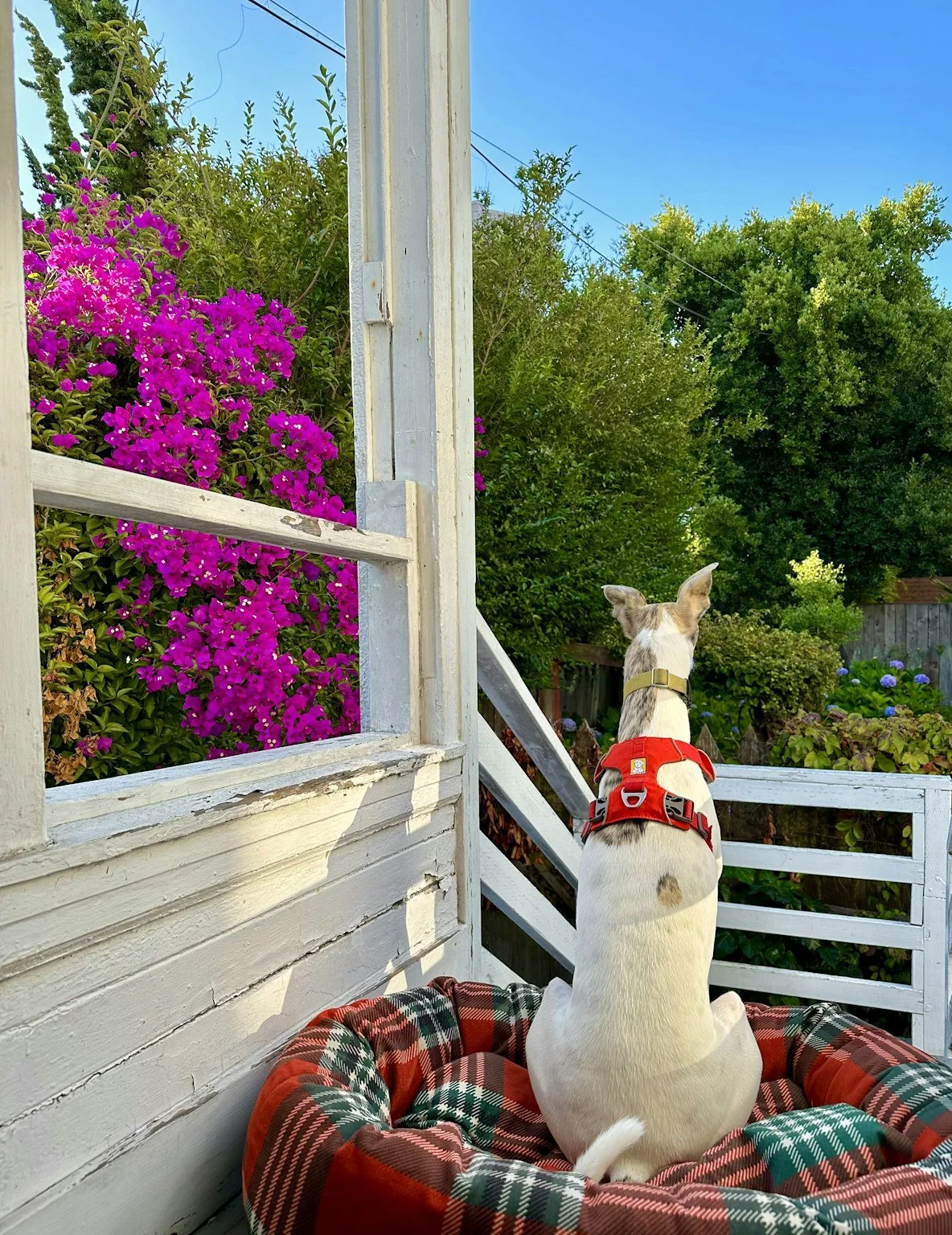 Pixel enjoying the view from the porch at Joe Hayes’ Noe Valley home during a stay with WOOF! Dog Sitting & Training.