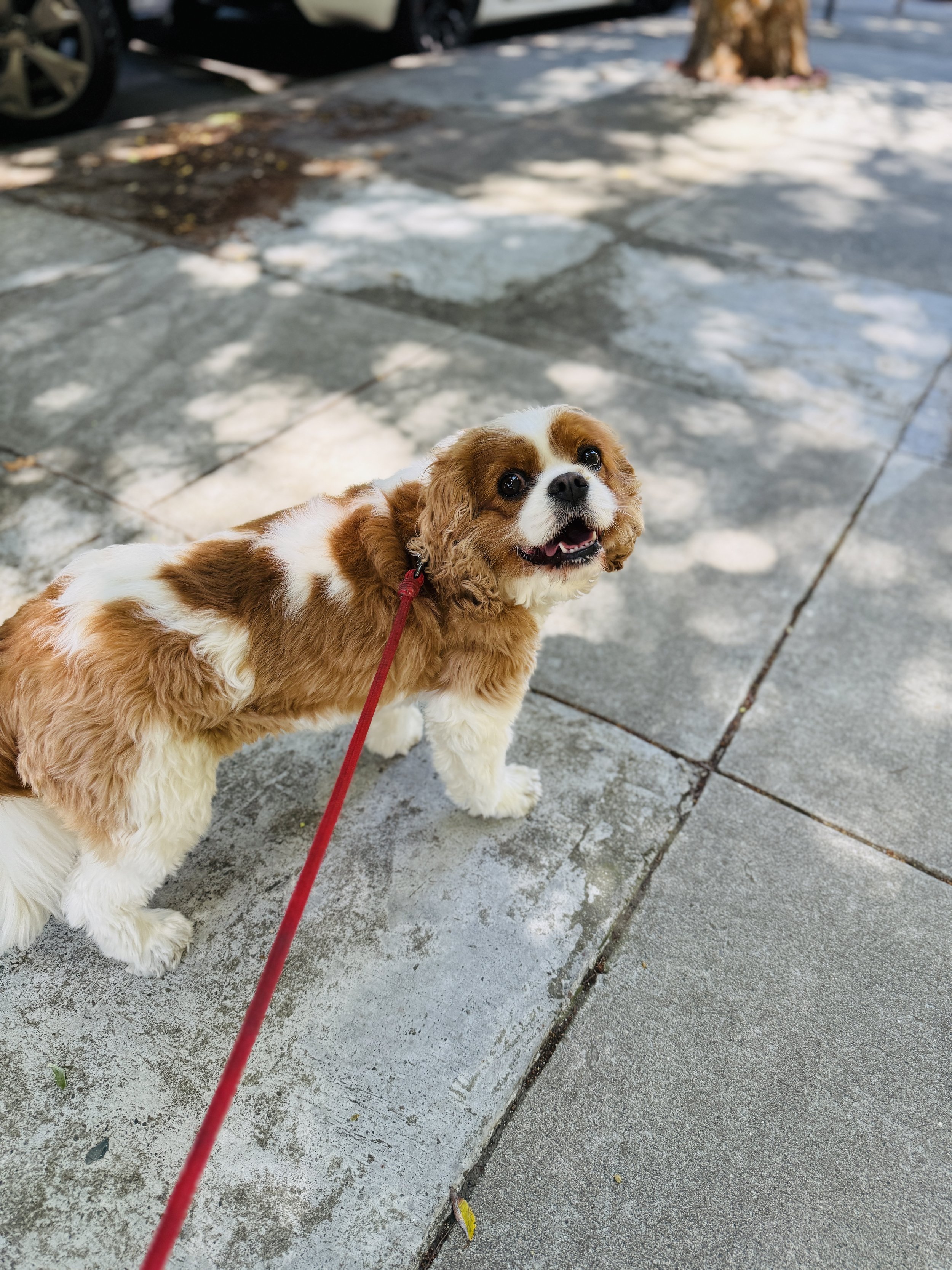 Strollin' with Grizz.