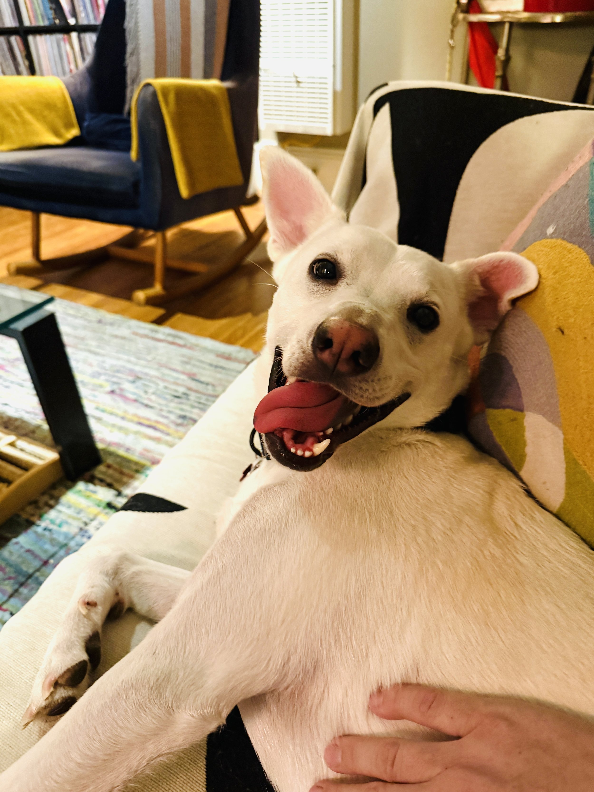 Gryph loves a belly rub!