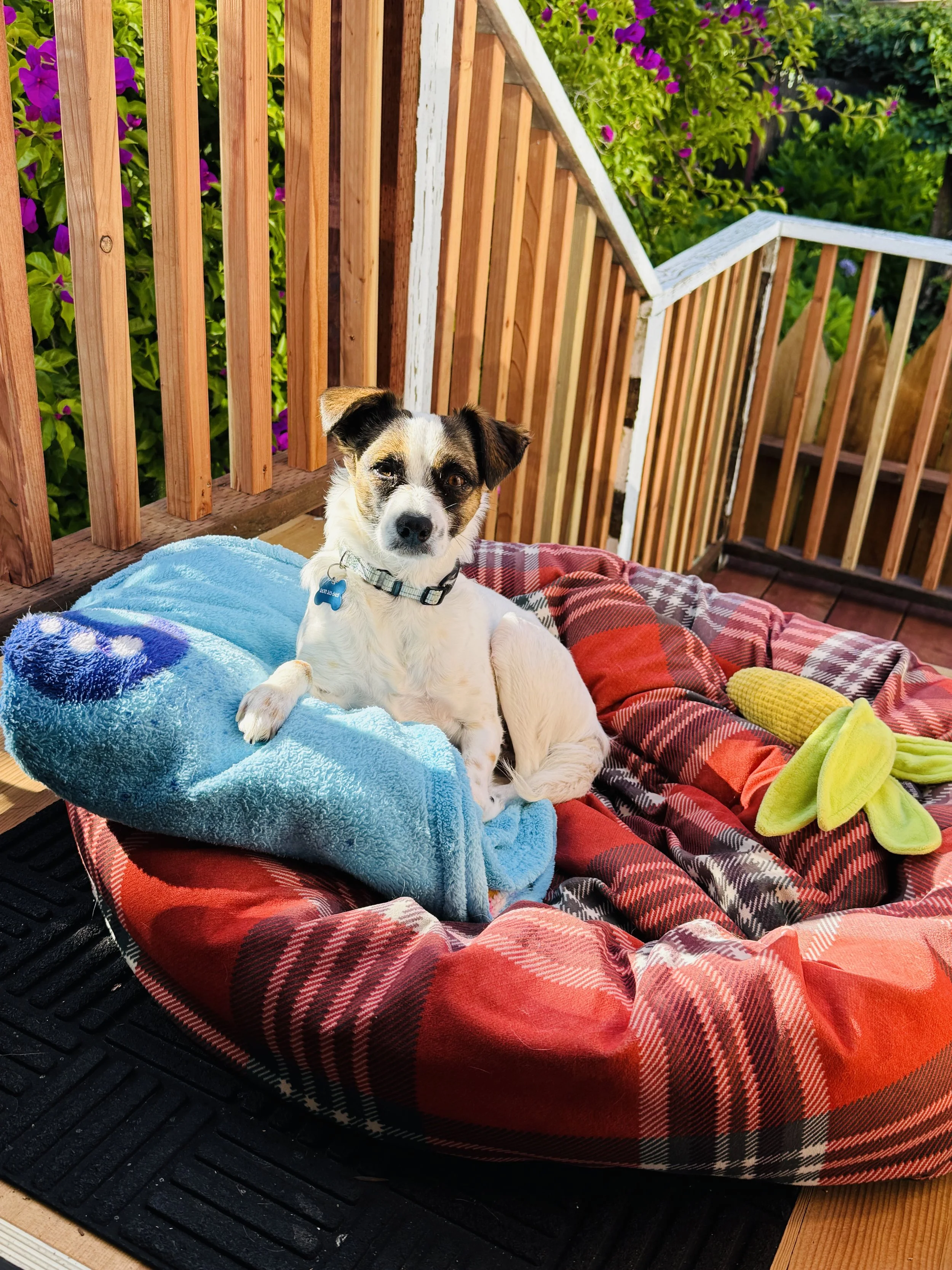 Stella's favorite spot.