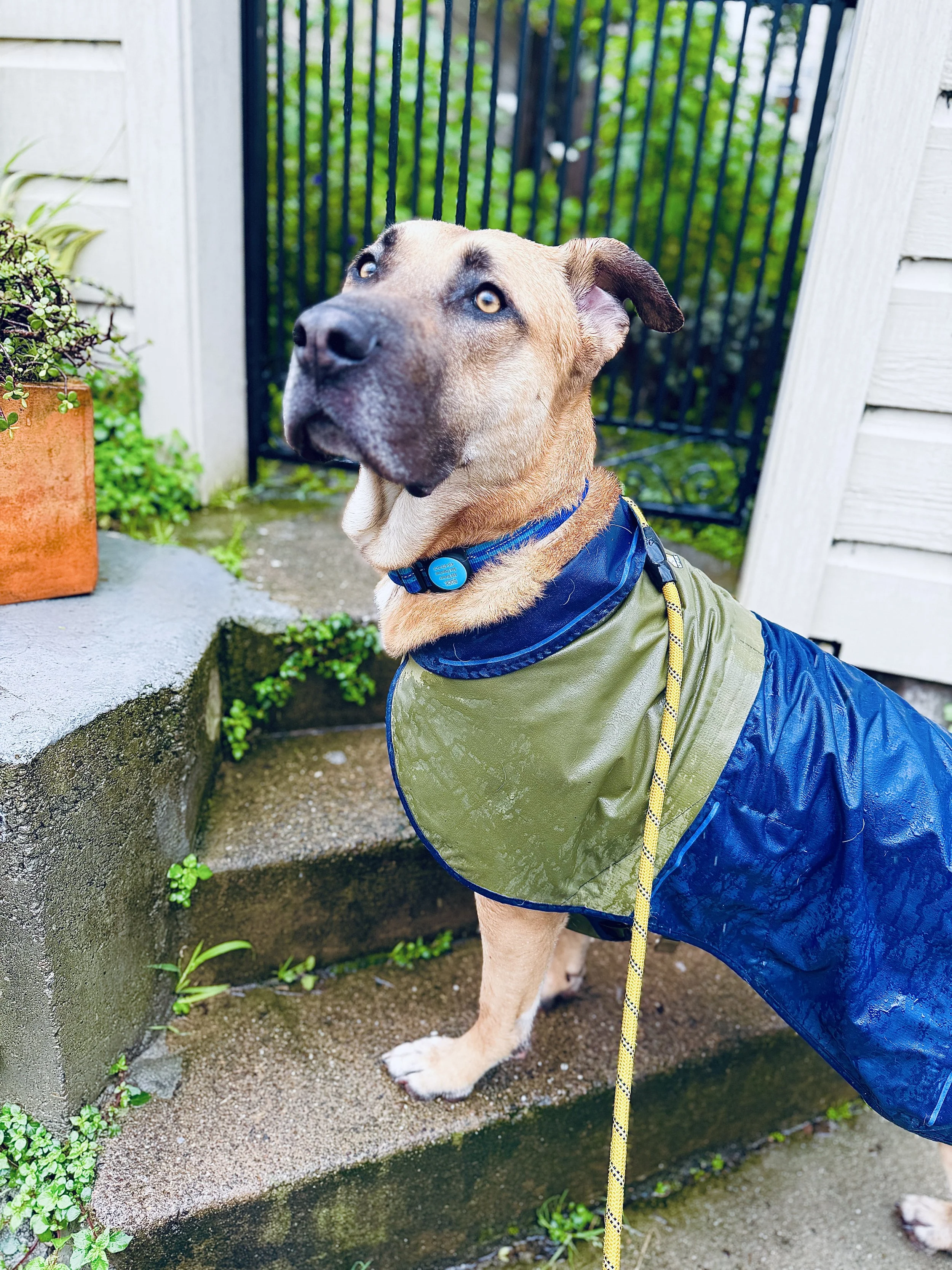 Buck won't let the rain slow him down. 