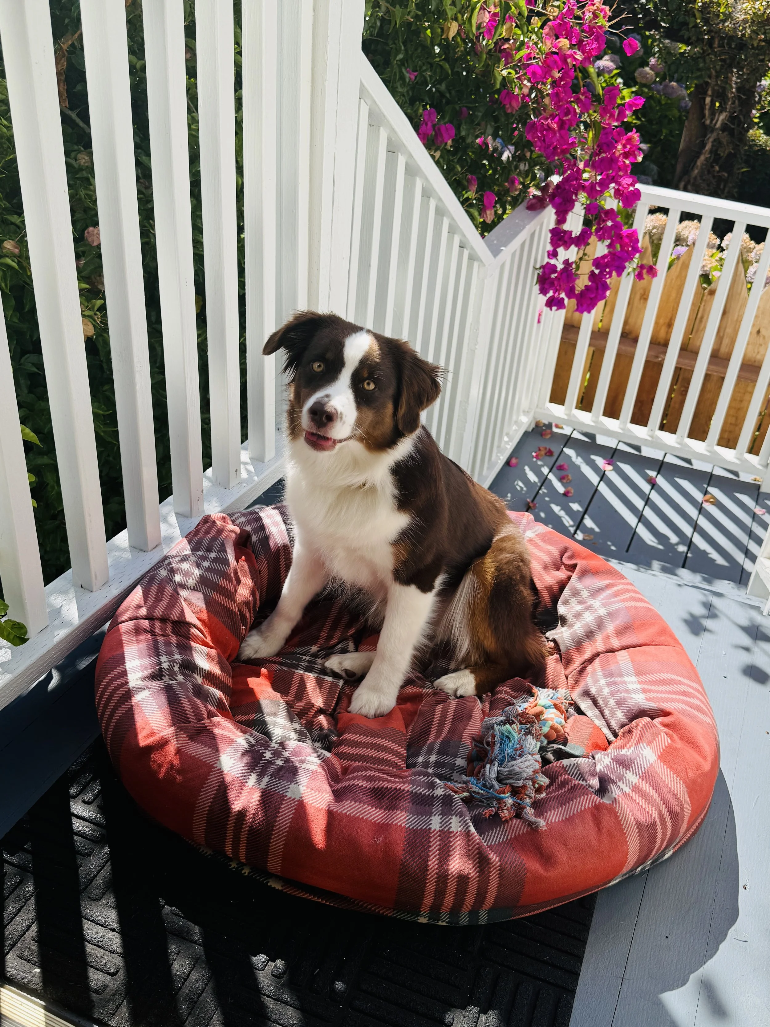 Kaya's perch.