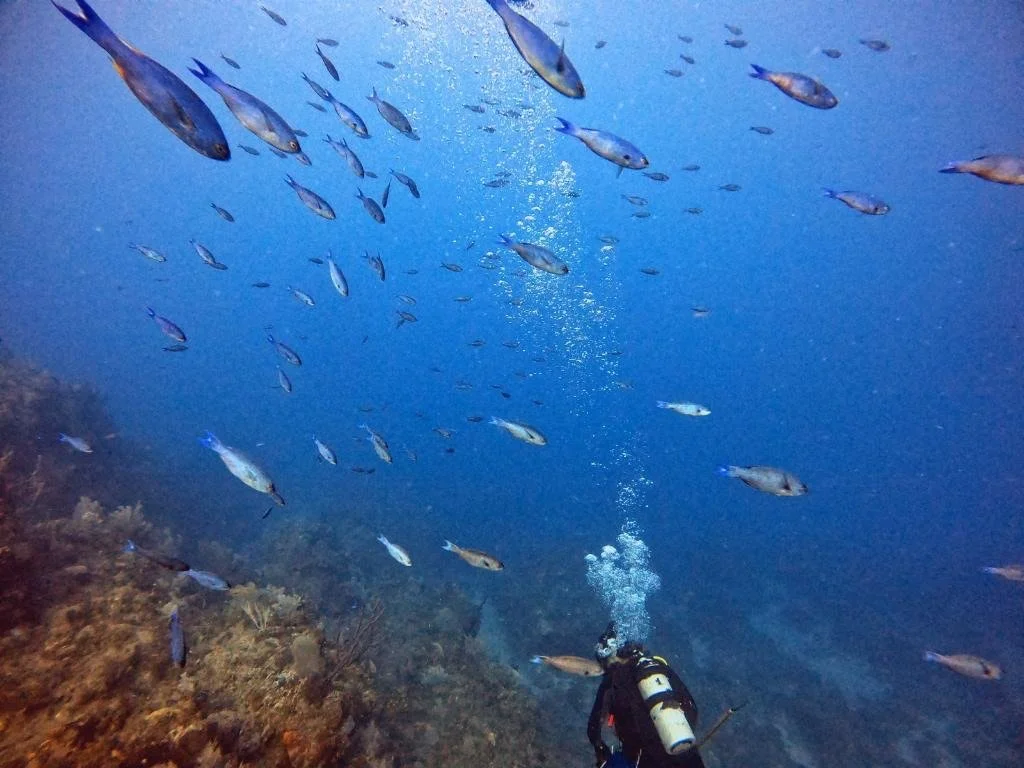 A scuba diver exploring an underwater reef surrounded by a school of small fish.