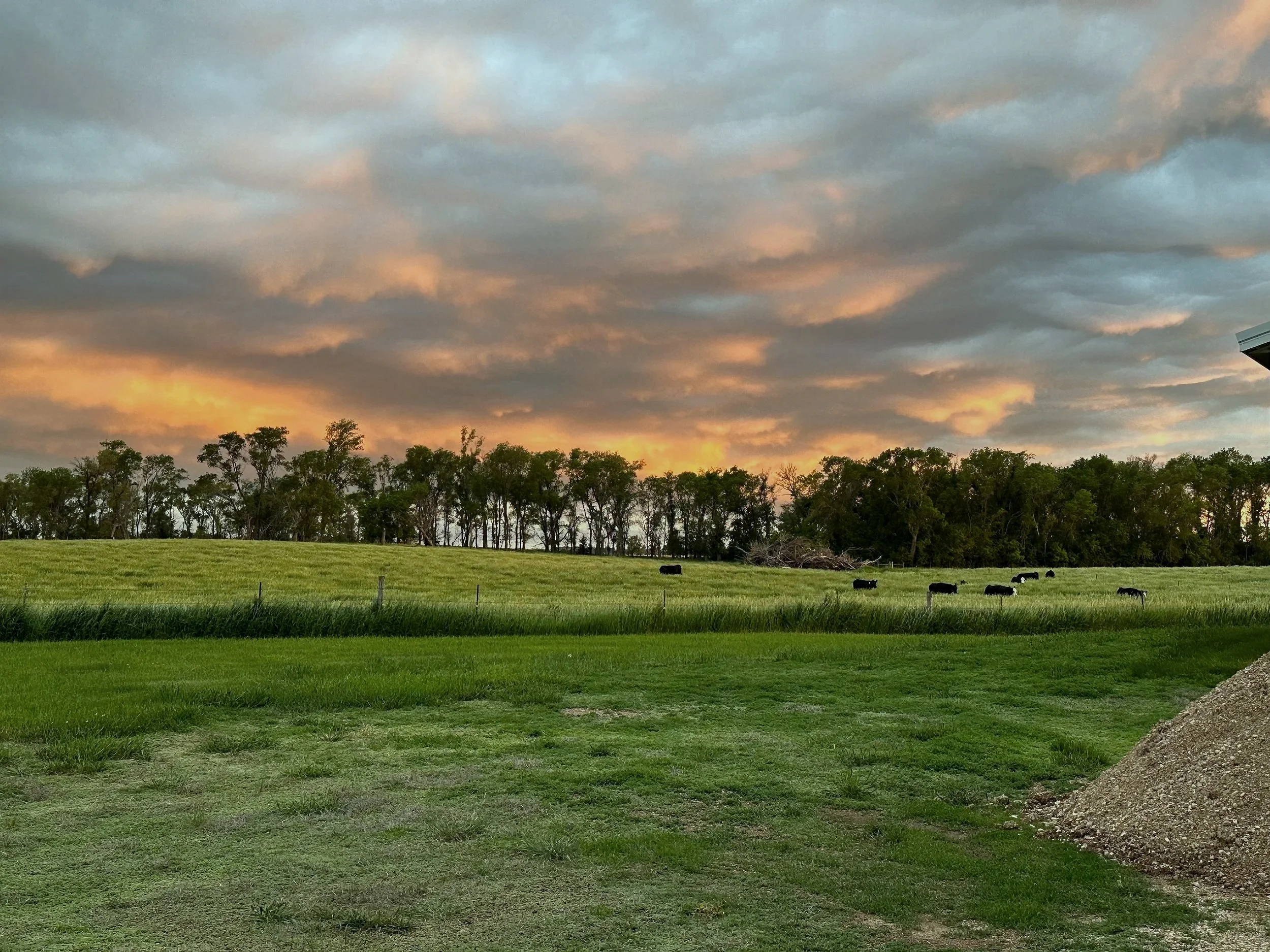 A rural landscape at sunset with a cloudy sky, a line of trees, green fields, and black cows grazing.