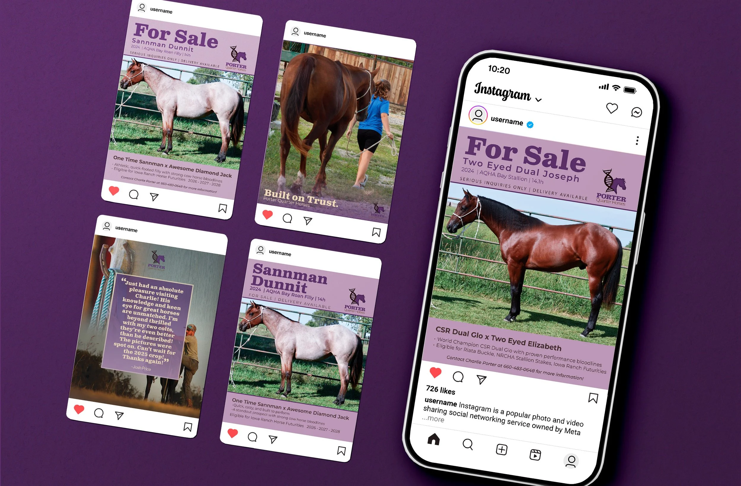 equine promotional social media graphics