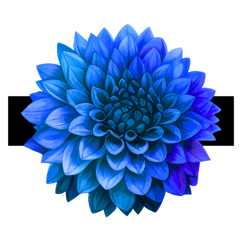 A blue dahlia flower with layered petals on a black background.