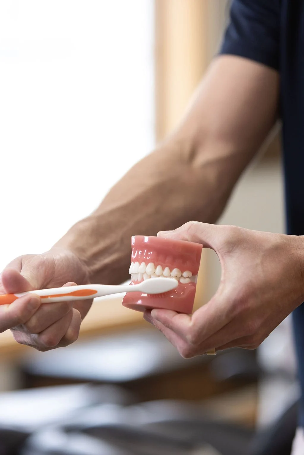 Person holding a dental model and explaining oral hygiene while another person holds a toothbrush near the model's teeth.