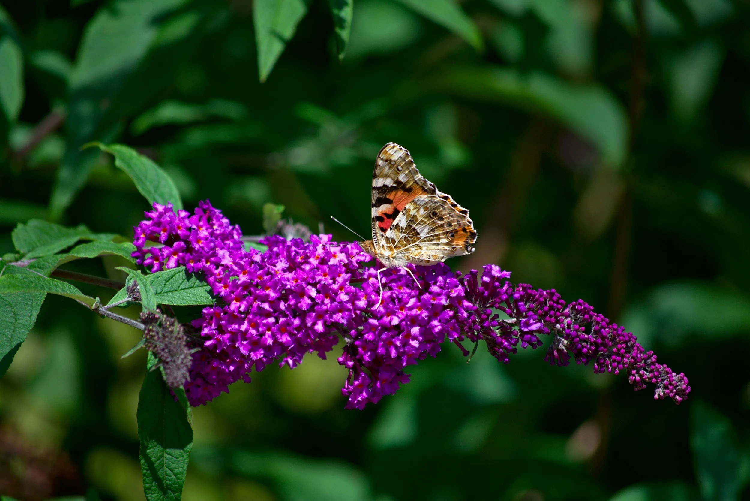 A butterfly with orange, black, and white wings perched on vibrant purple flowers in a green garden.