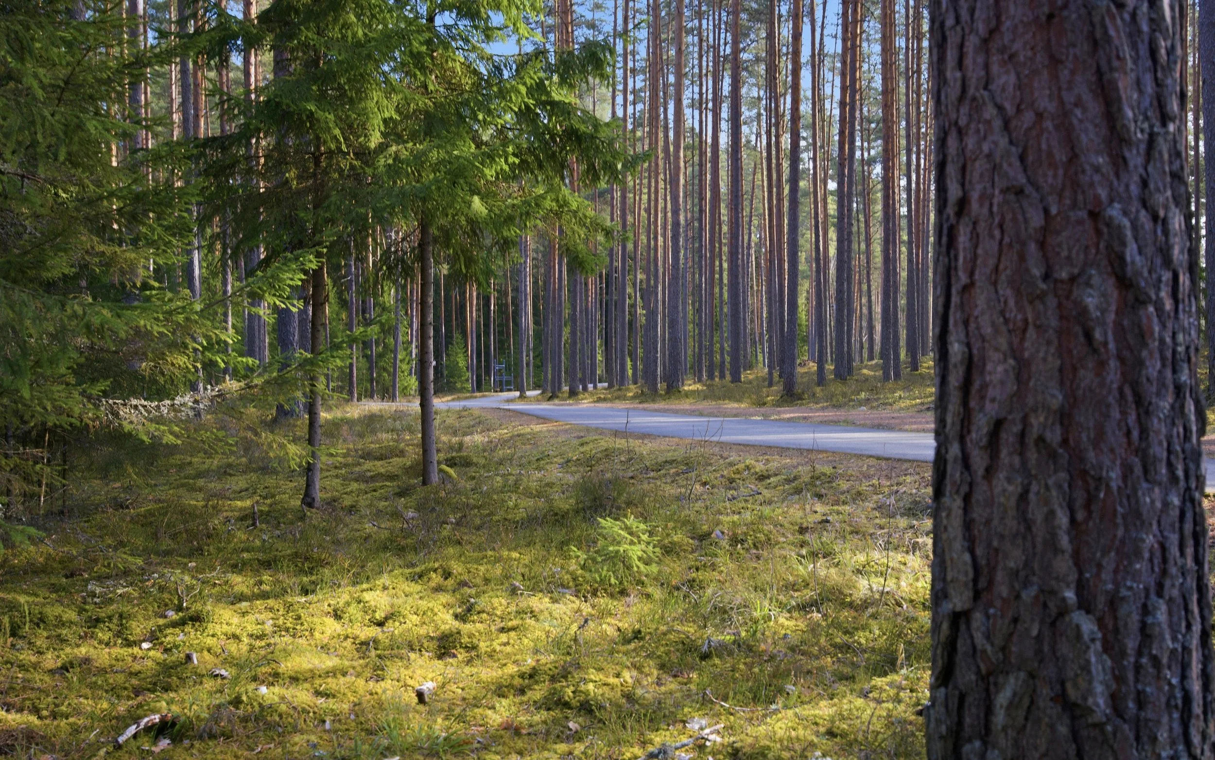 A scenic forest scene with tall pine trees, a paved path, and lush green foliage, with the sun filtering through the trees.