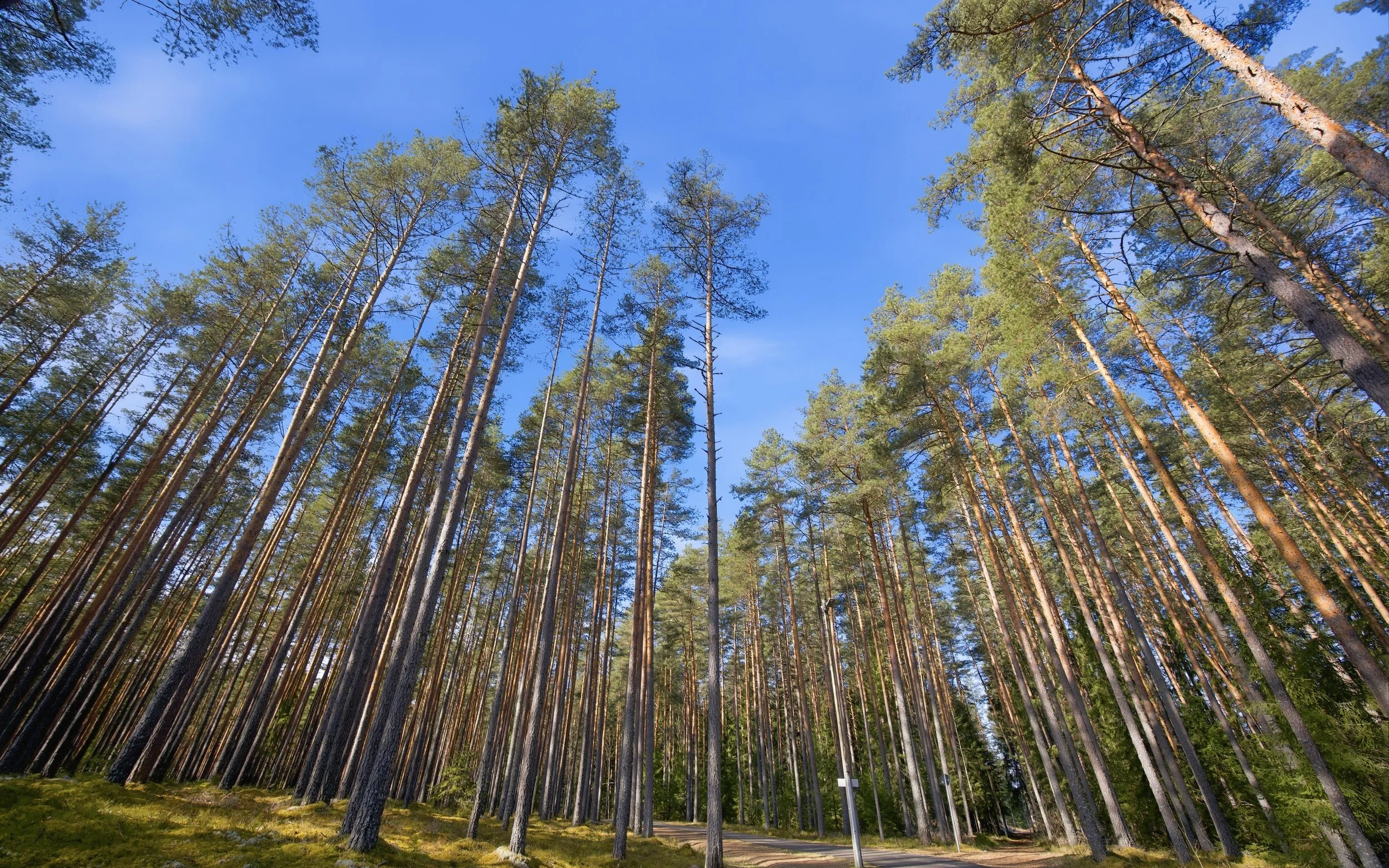 Tall pine trees in a forest under a clear blue sky with a dirt road or trail at the bottom.