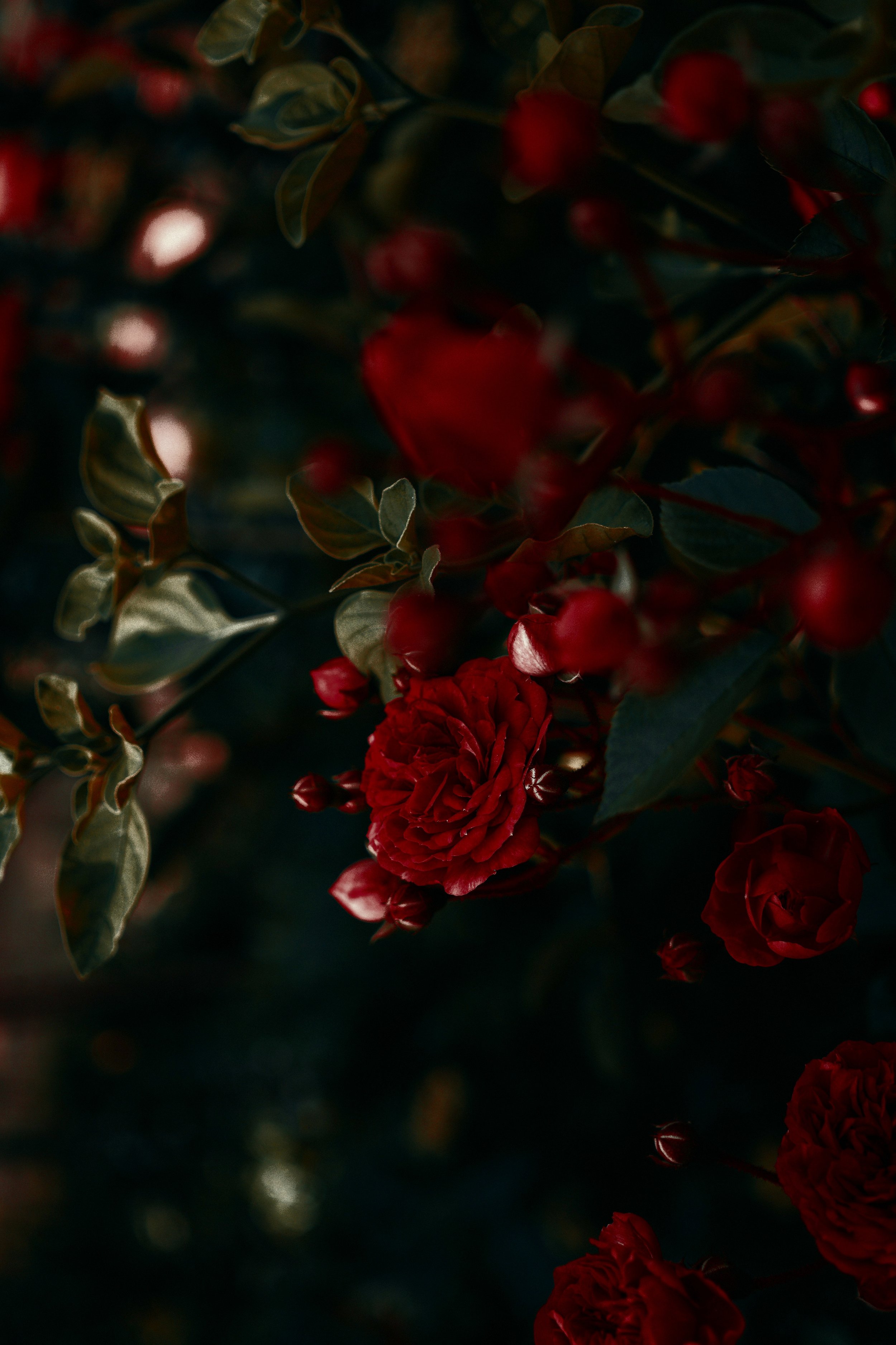 author-picture-rose-bush