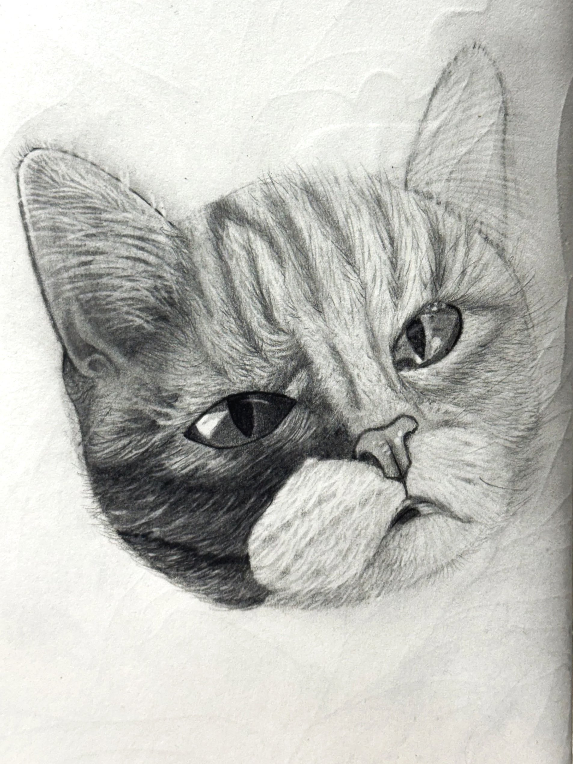 This piece is a memorial illustration for my childhood cat that passed away, it was hand drawn using a graphite pencil. I wanted to really highlight all of her facial features, and her tabby lines. Doing my best to portray her personality, I highligh