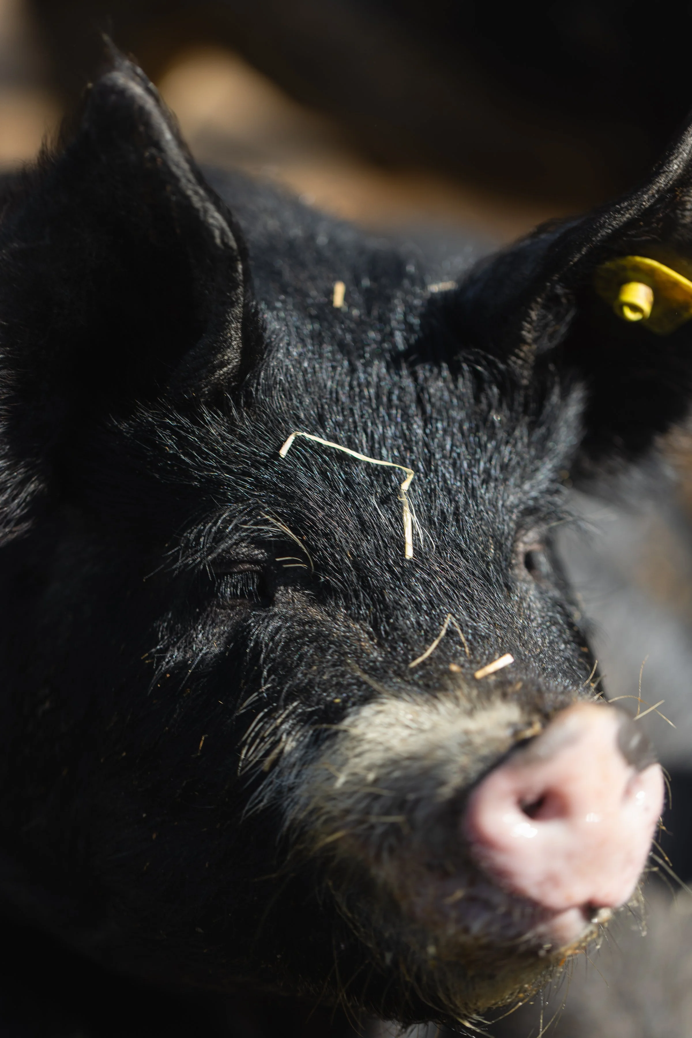 Eine Idee fasst Fuss