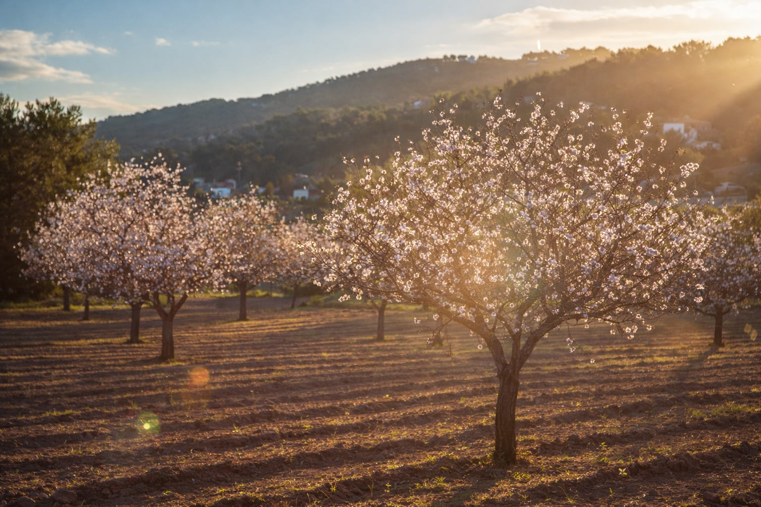 flowers santa Ines blossoming trees