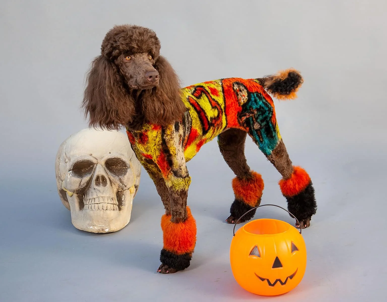A dog dressed in a colorful Halloween costume with orange, black, yellow, green, and blue patterns, standing next to a human skull decoration and an orange pumpkin-shaped bucket with a Halloween face, on a plain light-colored background.