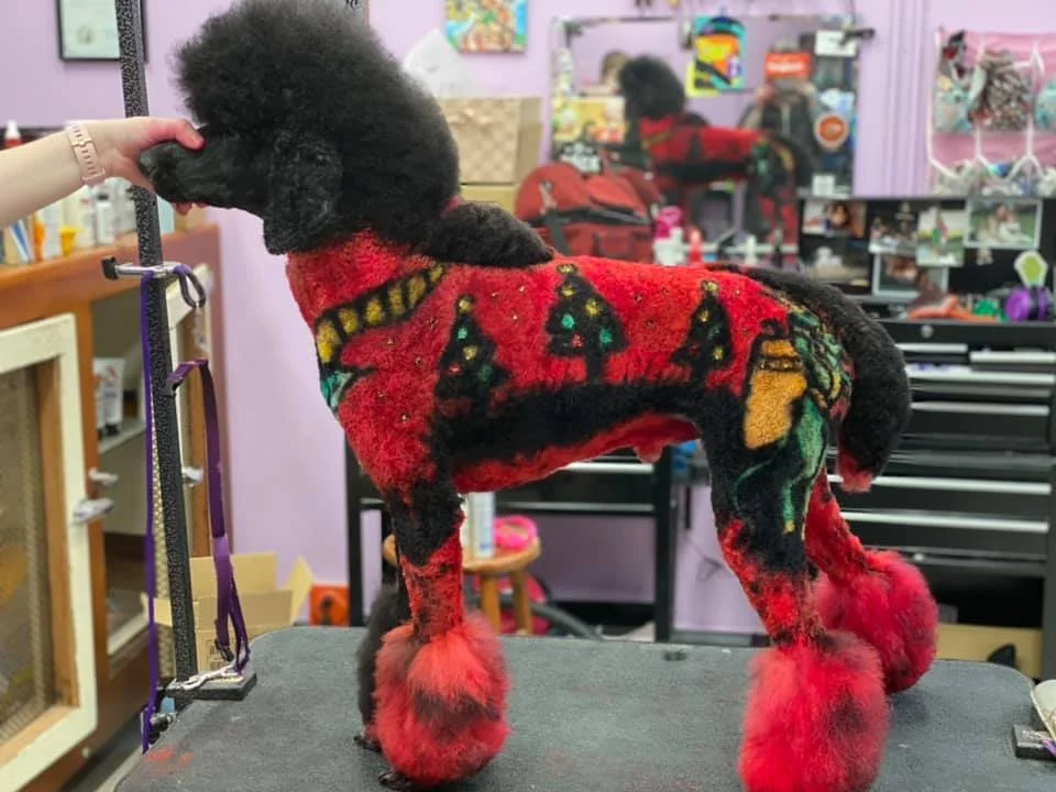 A poodle dressed in a red holiday-themed sweater decorated with Christmas trees, ornaments, and other patterns, standing on a grooming table in a pet grooming salon.