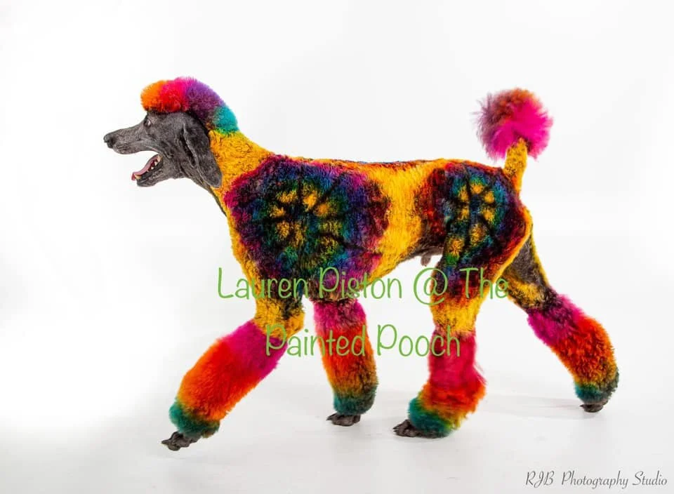 A dog with a rainbow-colored, fluffy, painted coat standing against a white background.